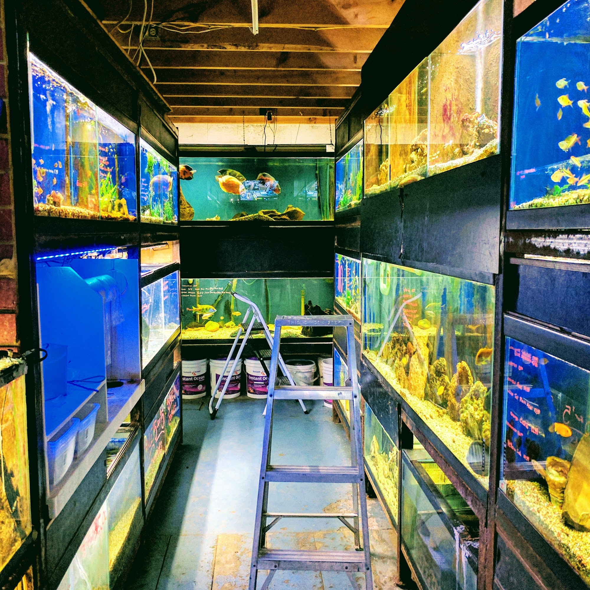 Tropical Fish Imports Lethbridge