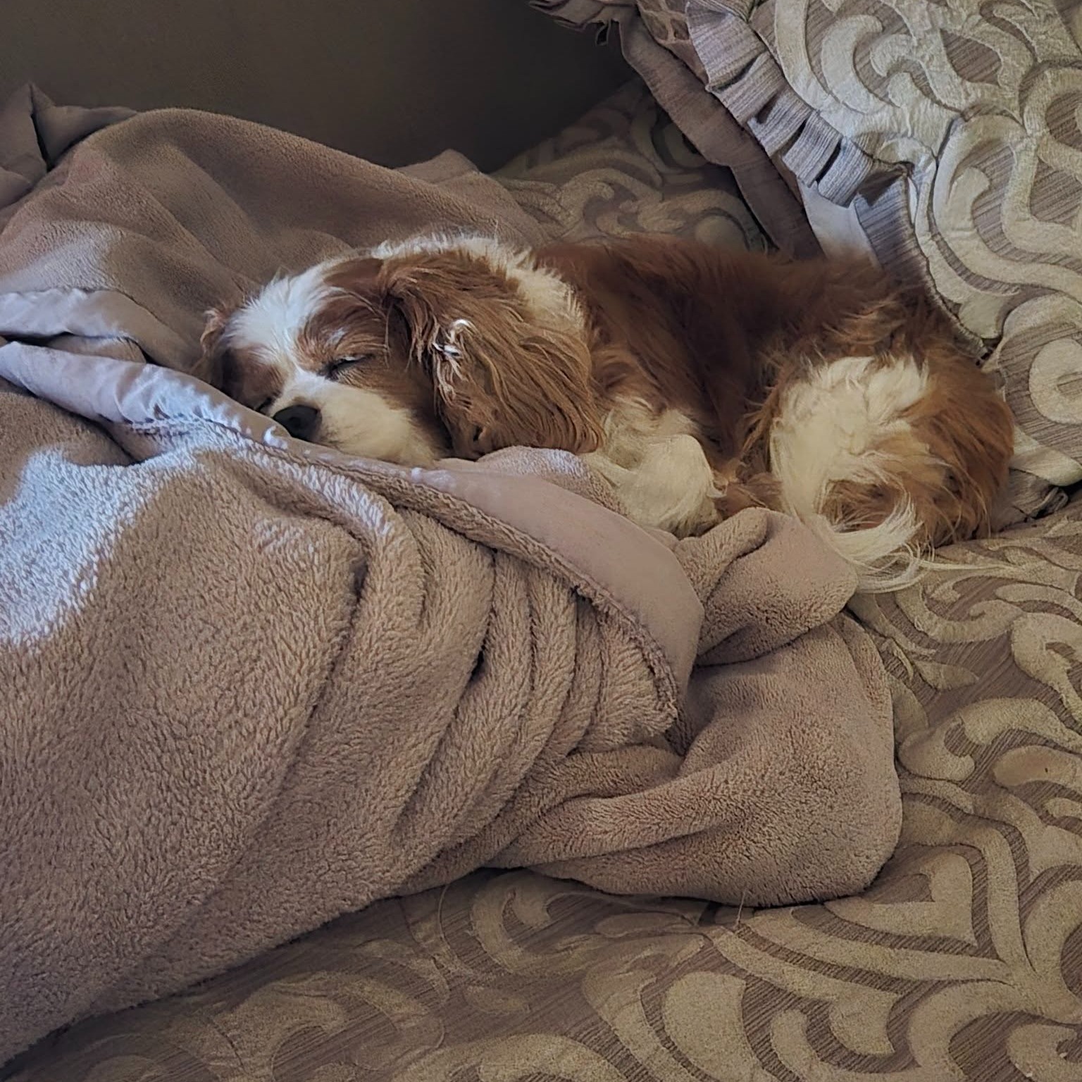 Chinook Pet Clinic Lethbridge