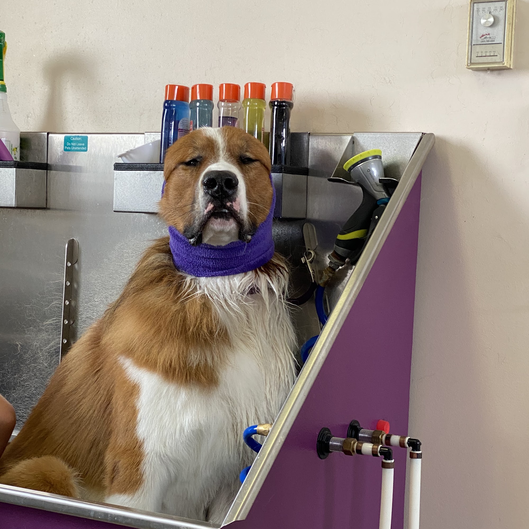 Tiffany's Dog Grooming Lethbridge