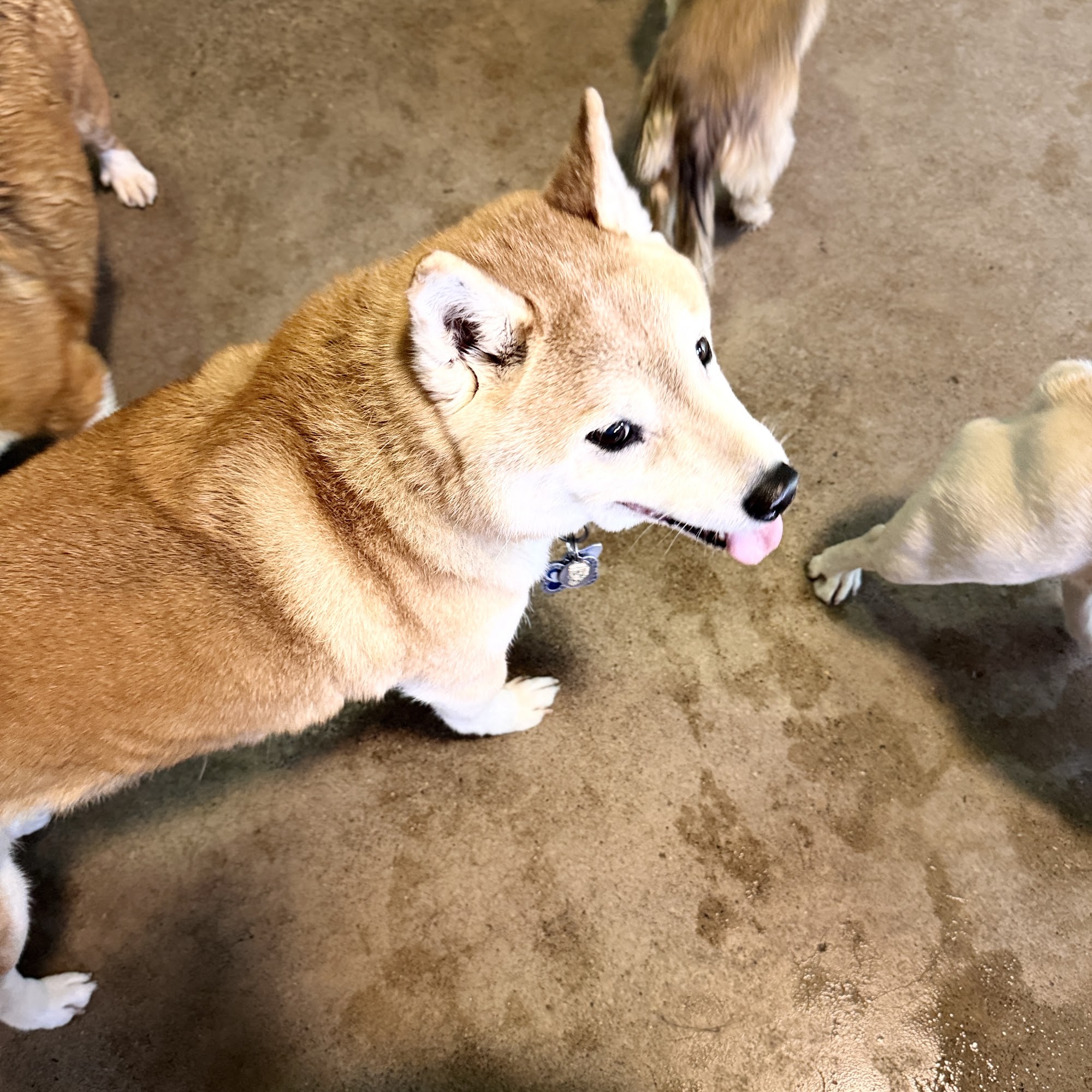 Gus's Pet Resort Okotoks