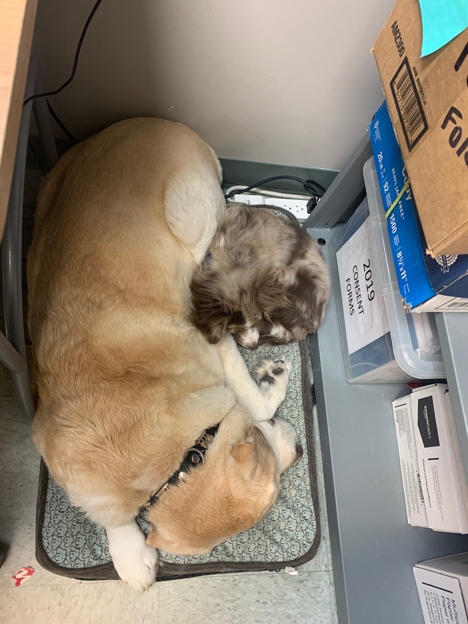 Foothills Animal Hospital Okotoks