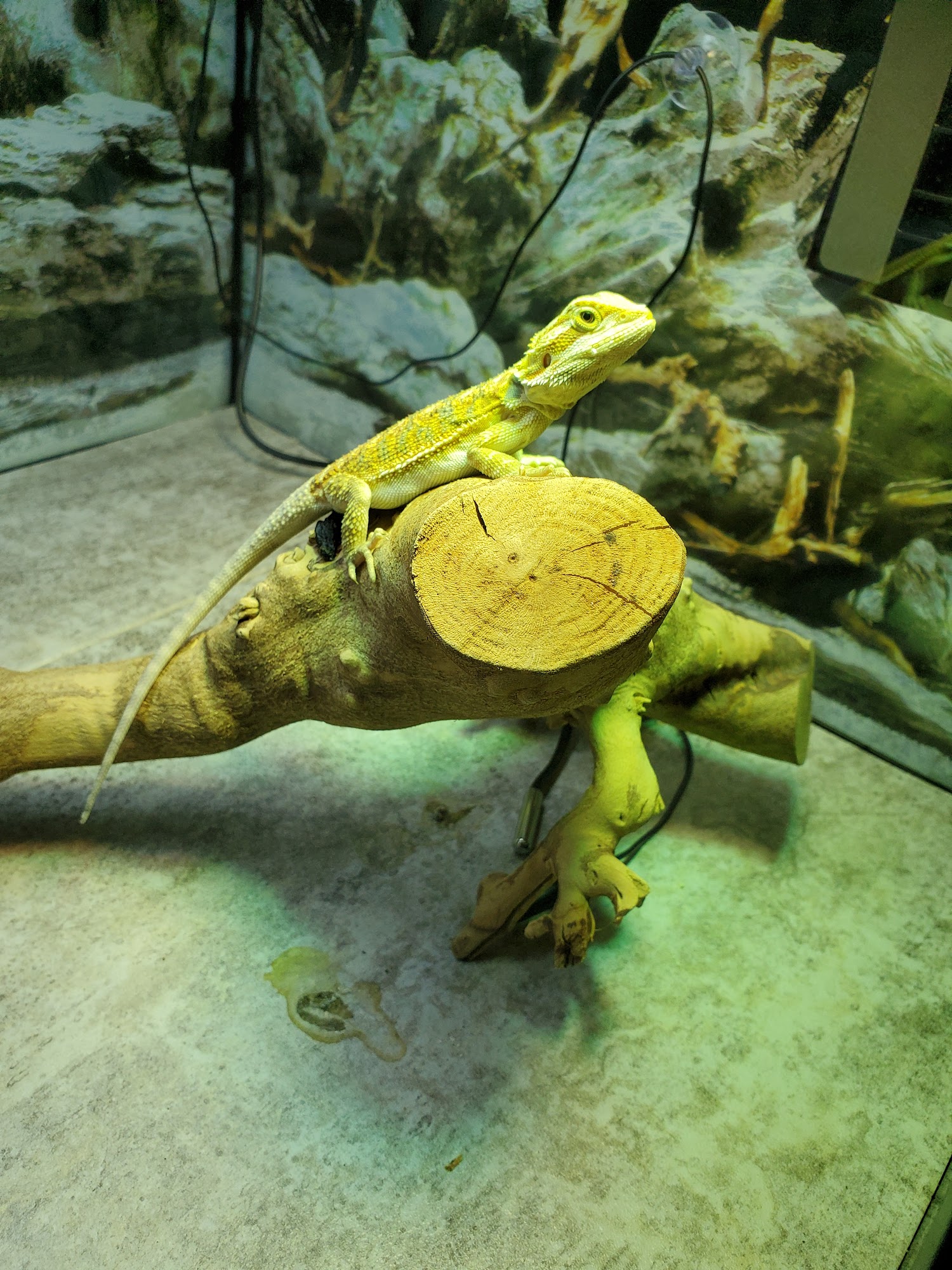 The Reptile Shop Red Deer Red Deer