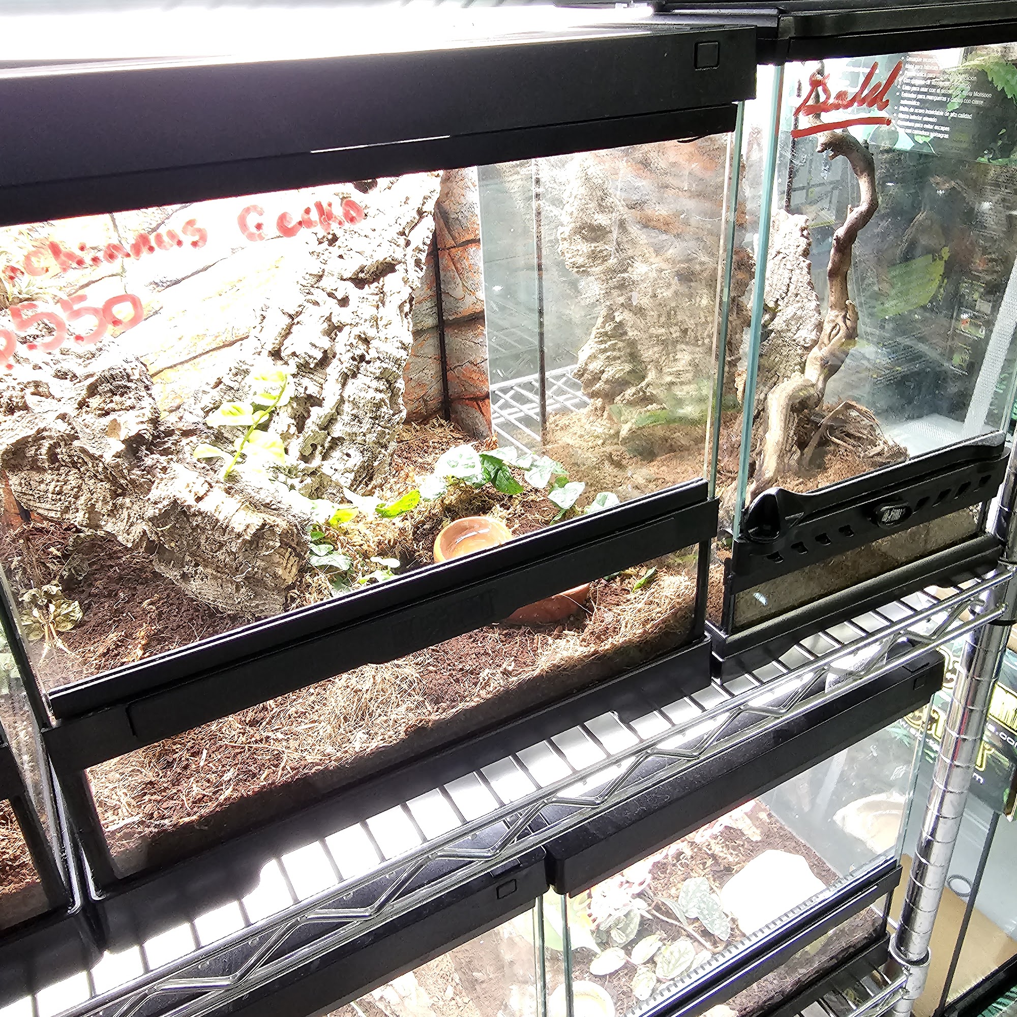 The Reptile Shop Red Deer Red Deer