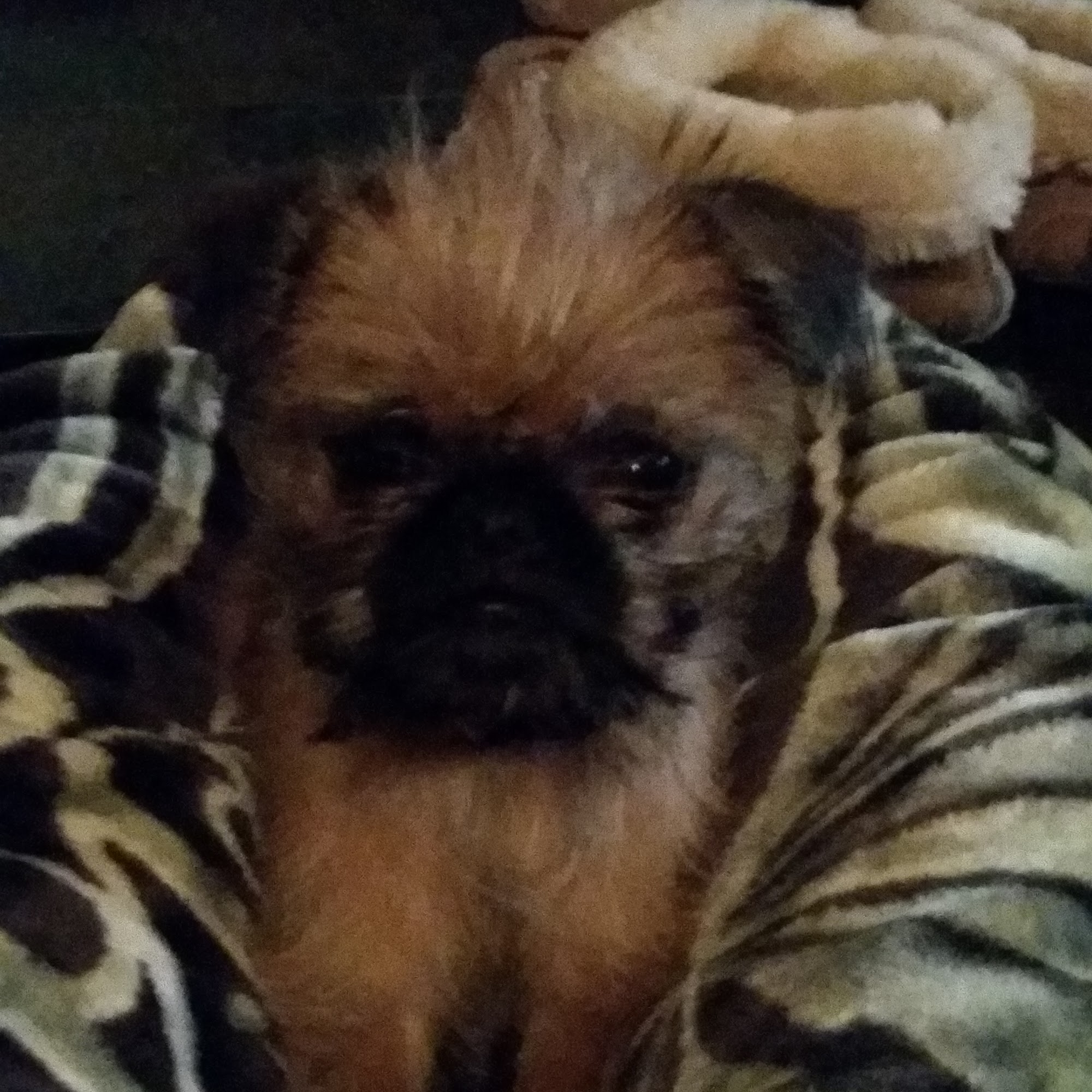 Global Pet Foods Red Deer Red Deer