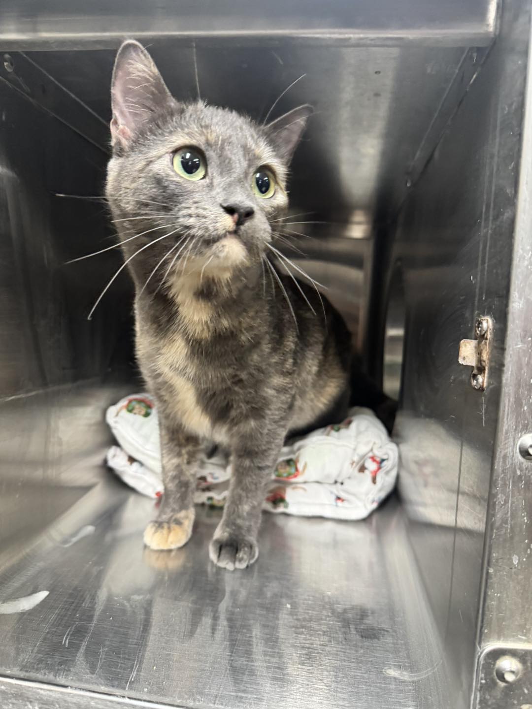 Klassic Kennels Red Deer