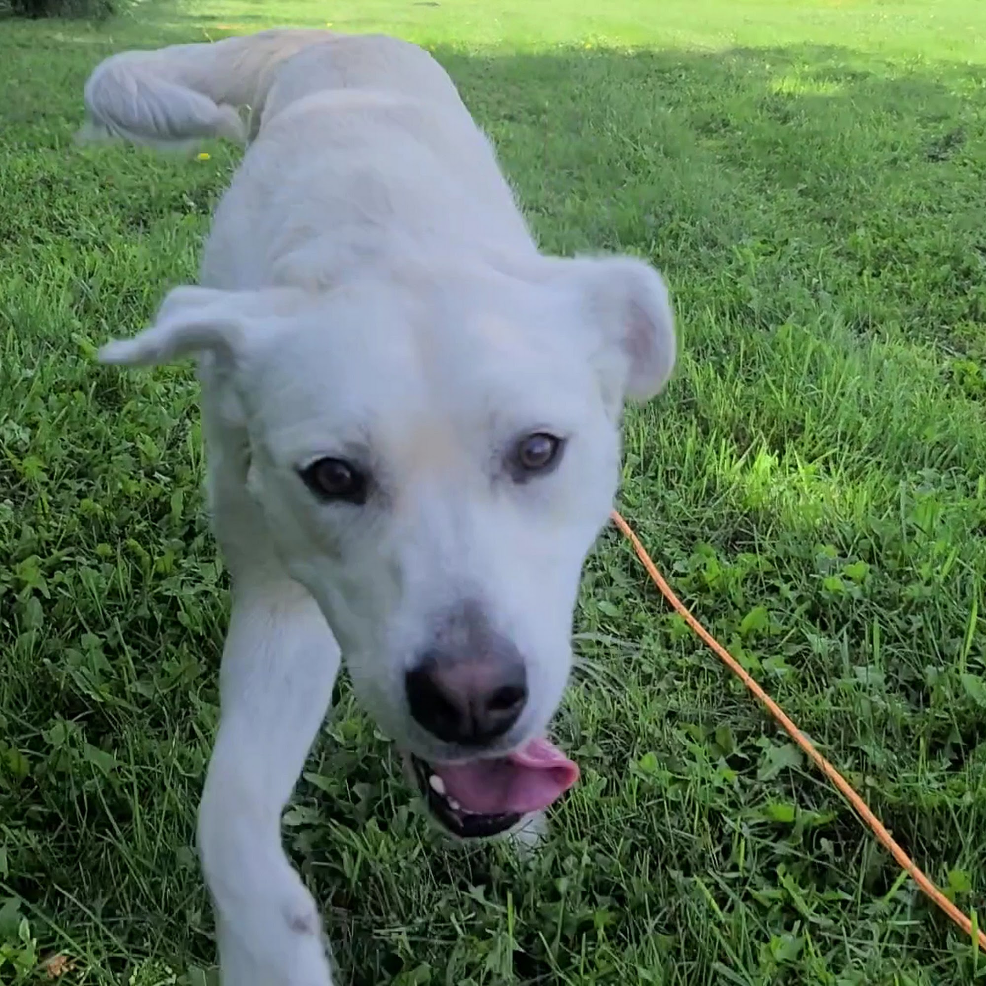 Klassic Kennels Red Deer