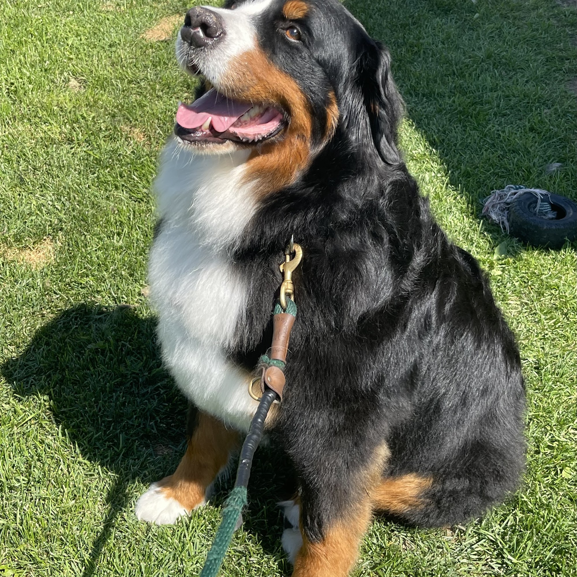 VB Pet Grooming Rocky Mountain House
