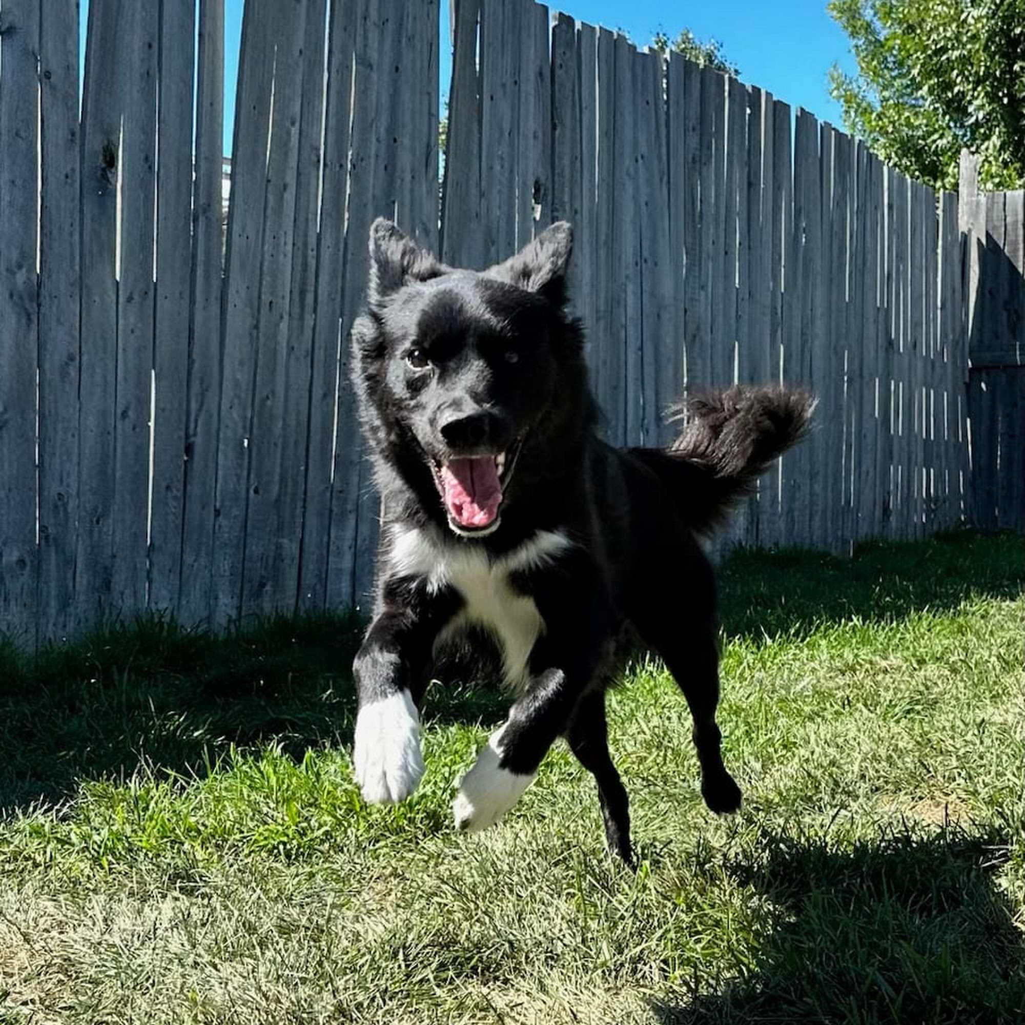 High Tails Pet Resort Inc. Rocky View