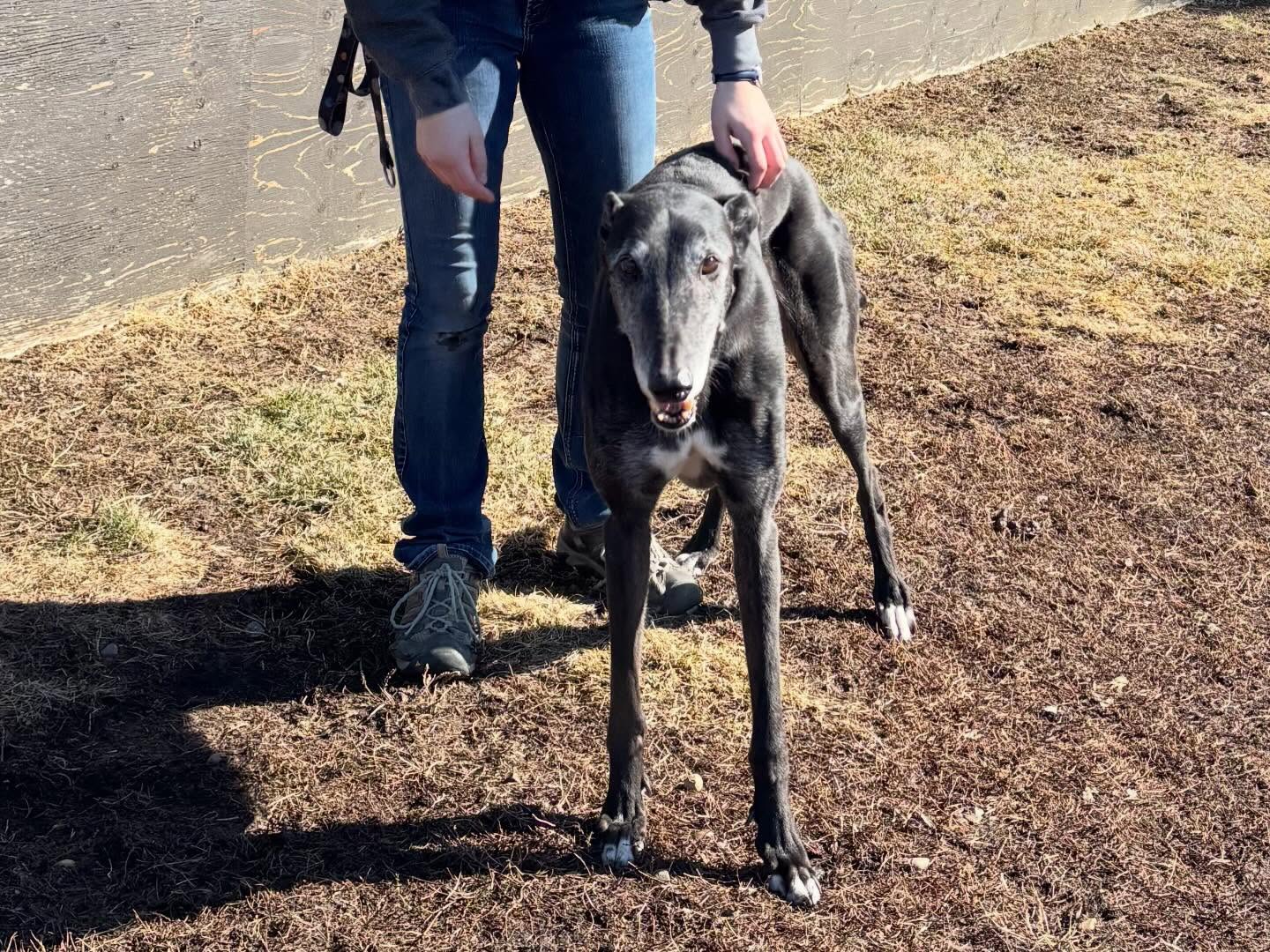 Country Club Pet Resort Rocky View