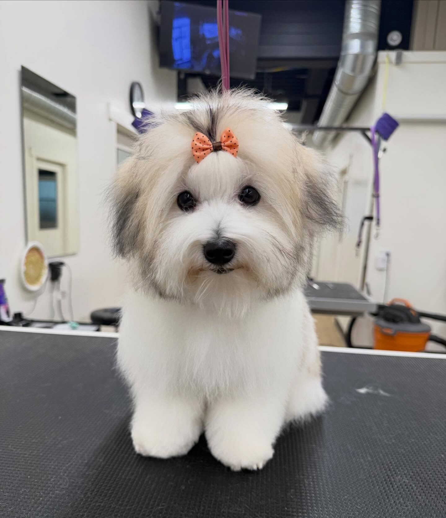 The Grooming Studio Sherwood Park