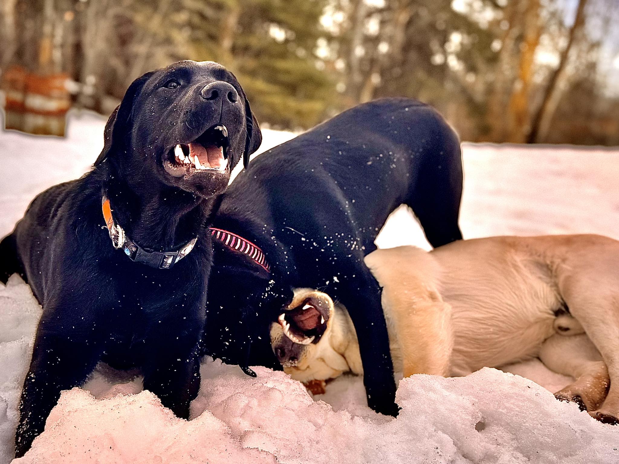 Canadian Canine Training Sherwood Park