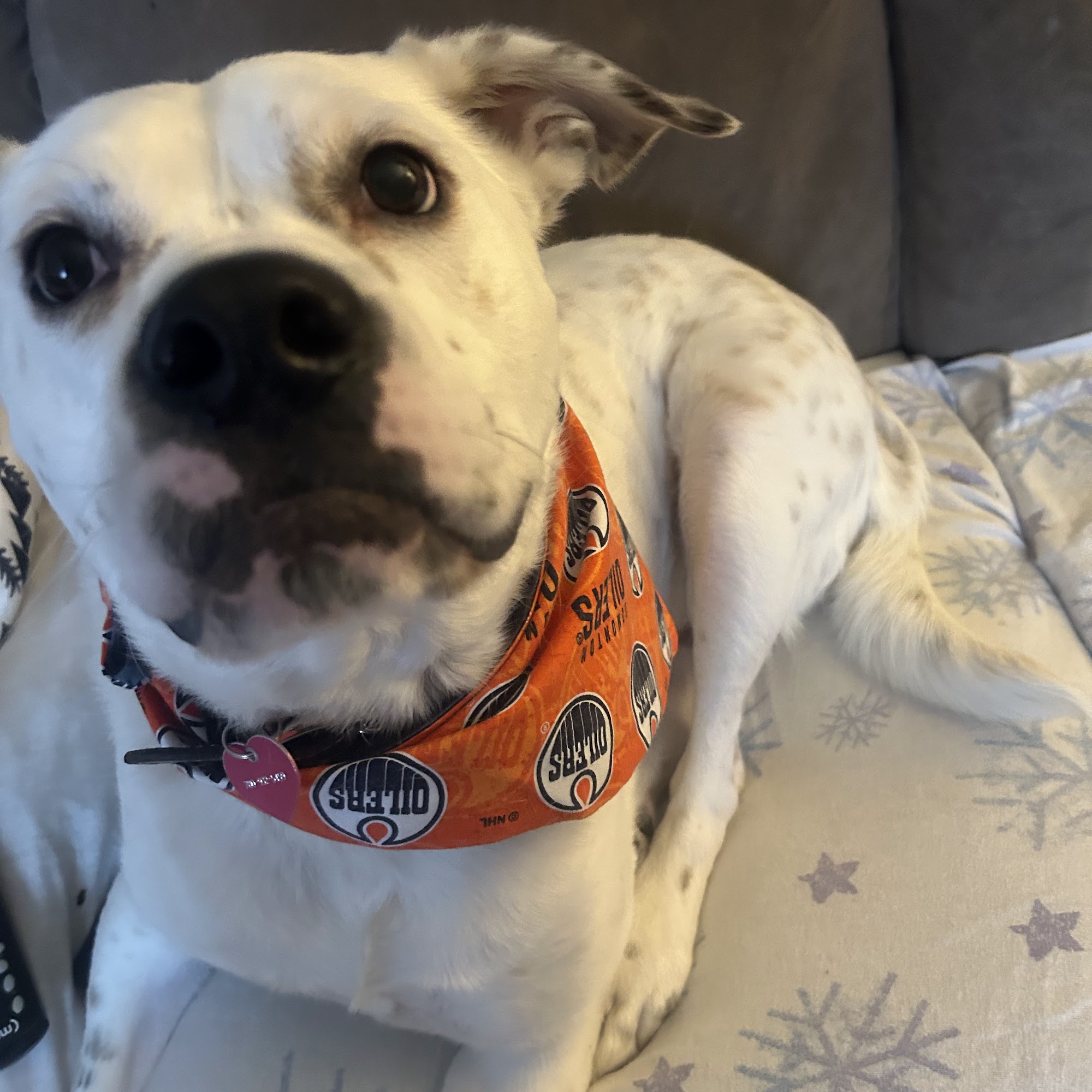 Bone & Biscuit Baseline Road Sherwood Park