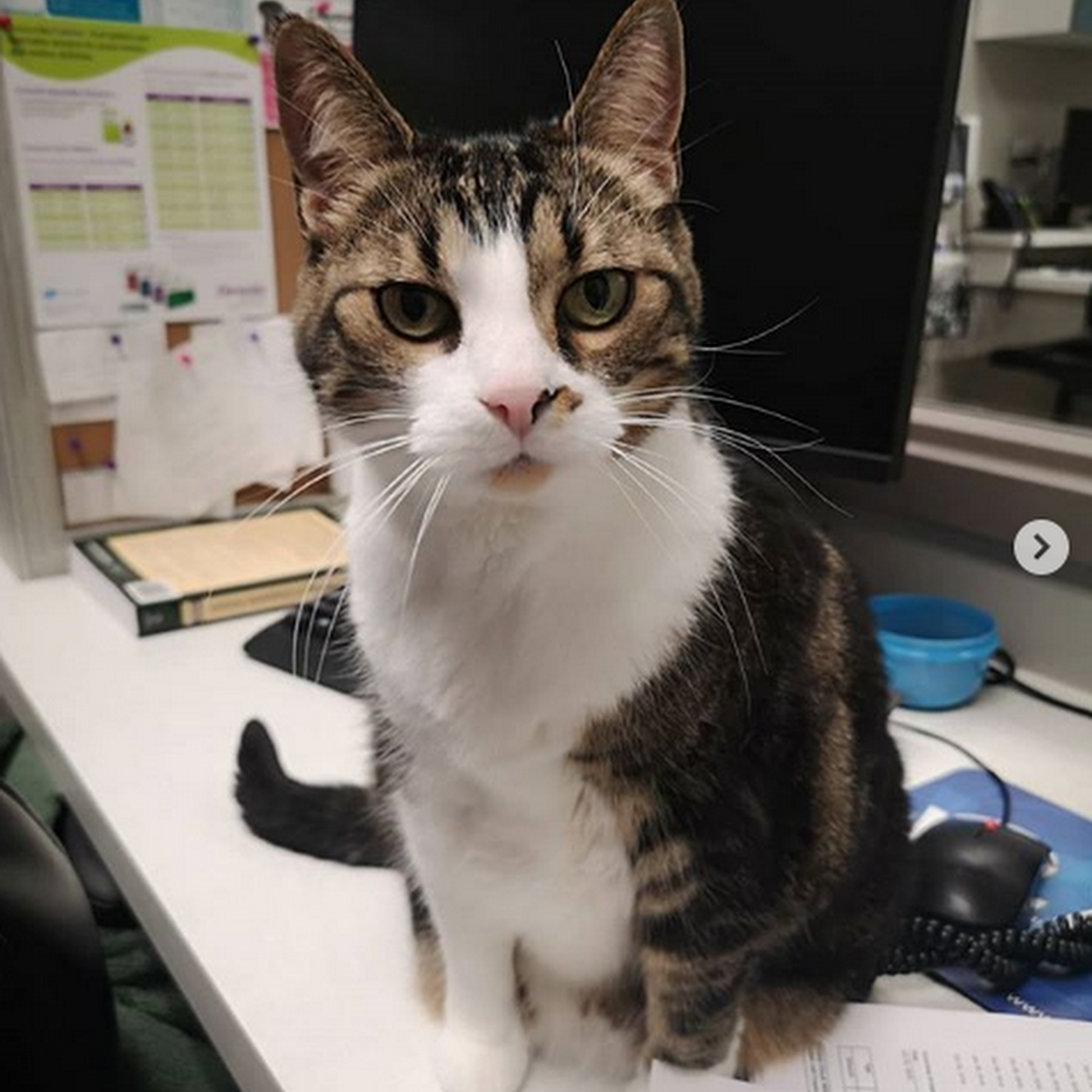 Emerald Hills Veterinary Clinic Sherwood Park