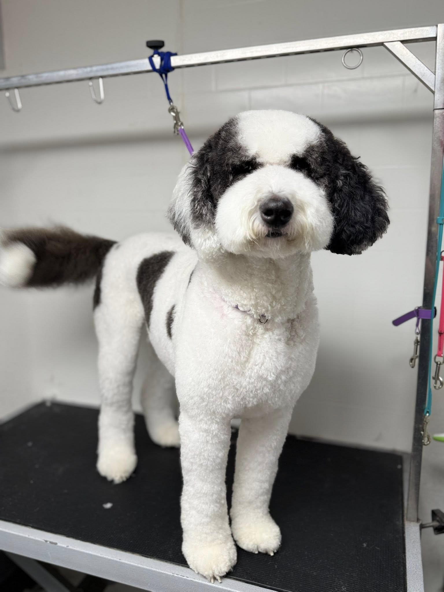 Trina’s Grooming Spruce Grove