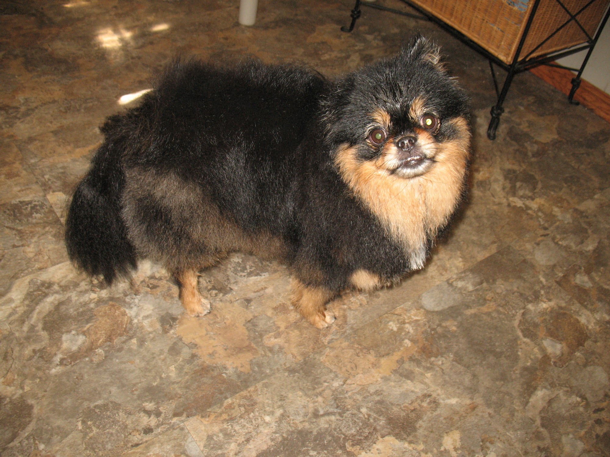 K9 Clipz - small dog grooming services - for dogs up to 30lbs Spruce Grove