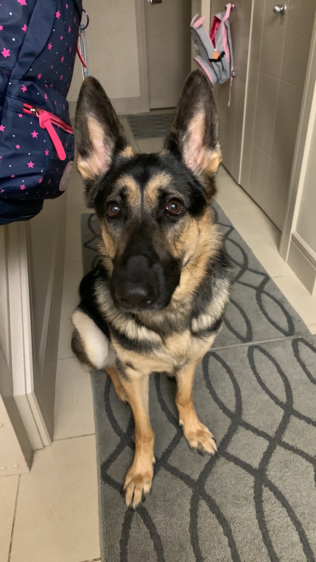 K9 Awareness St. Albert