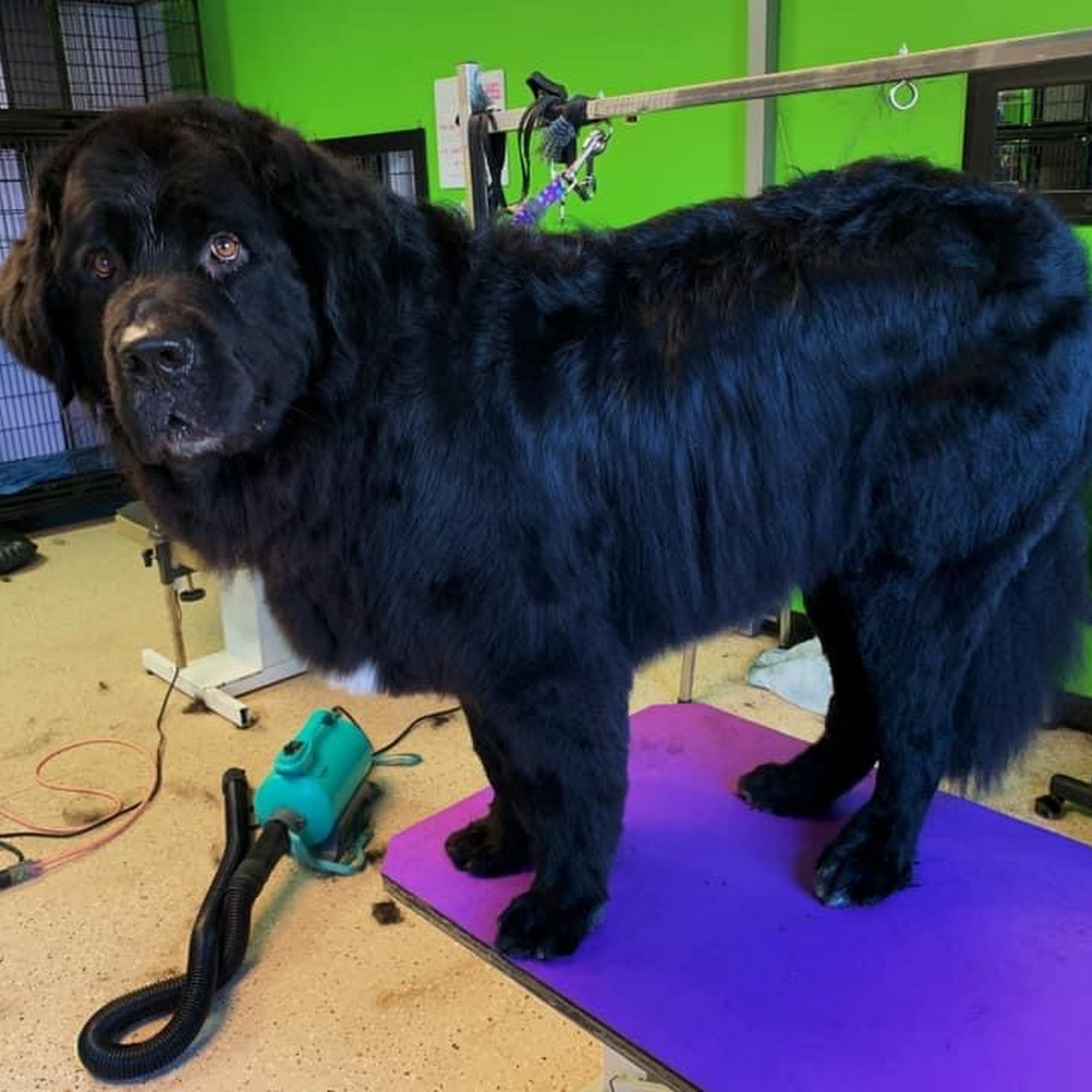 Bourgeois Grooming St. Albert