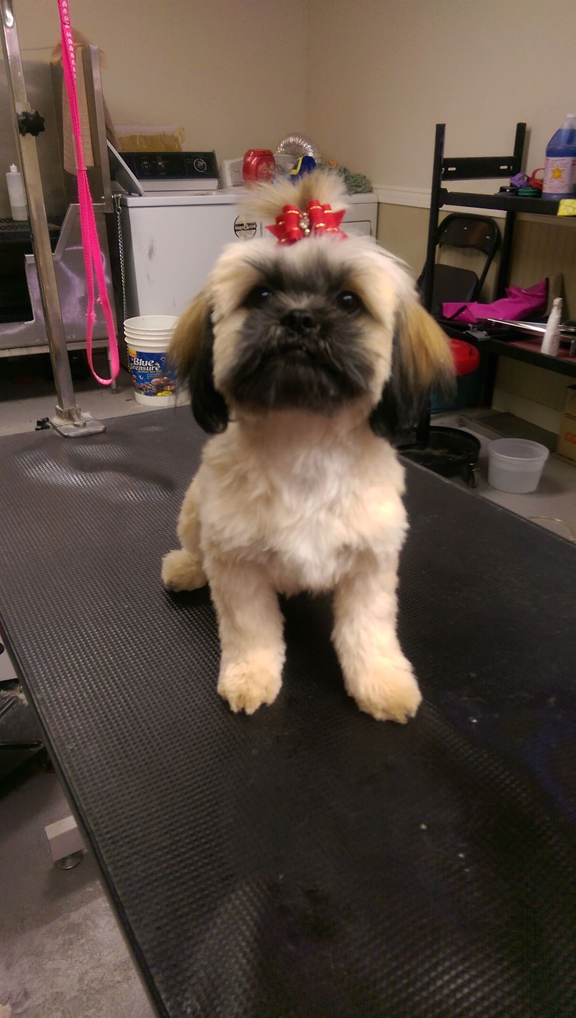 Pawz 'N' Klawz St. Paul