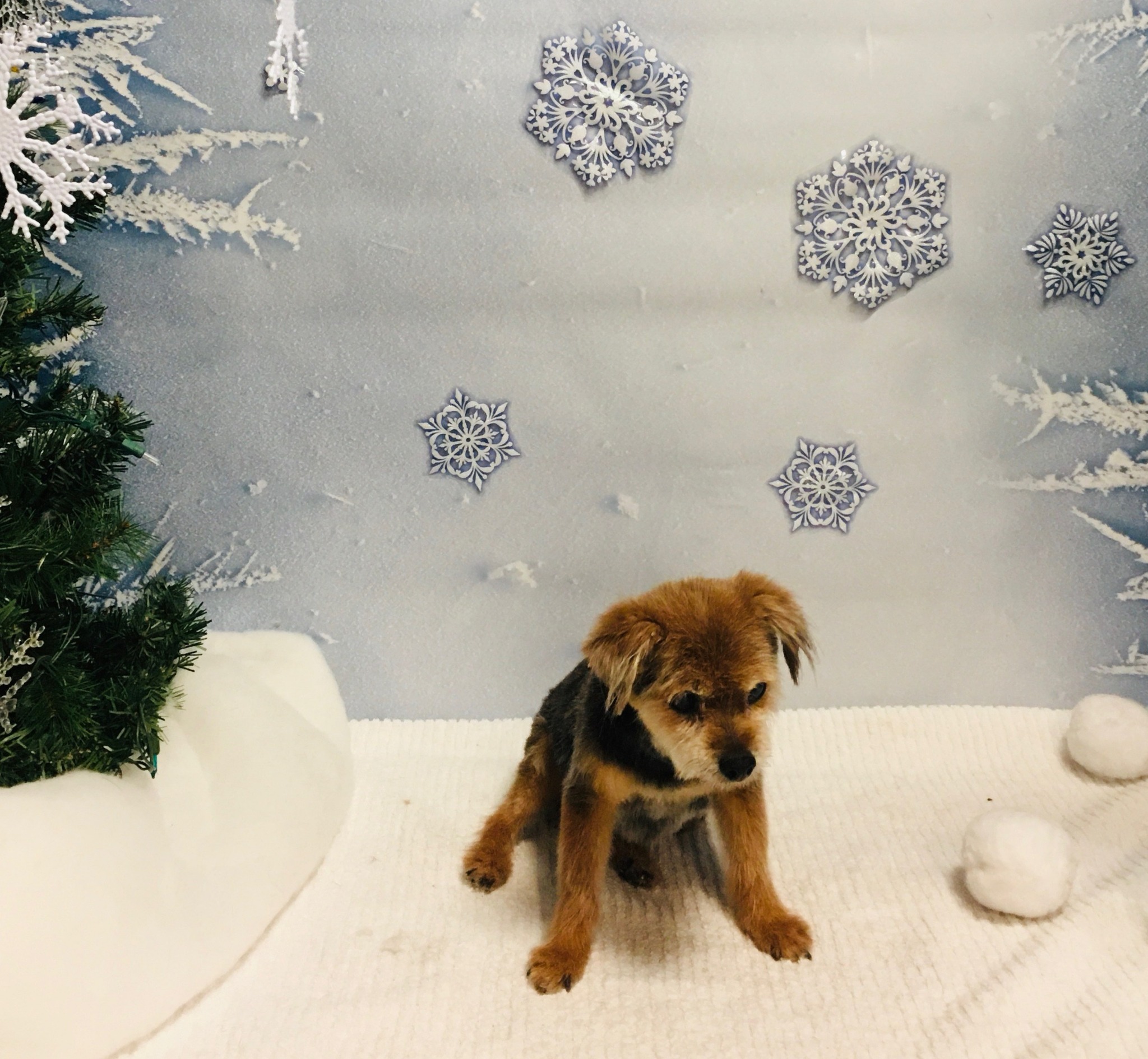 The Barkstreet Market -Stony Plain Stony Plain