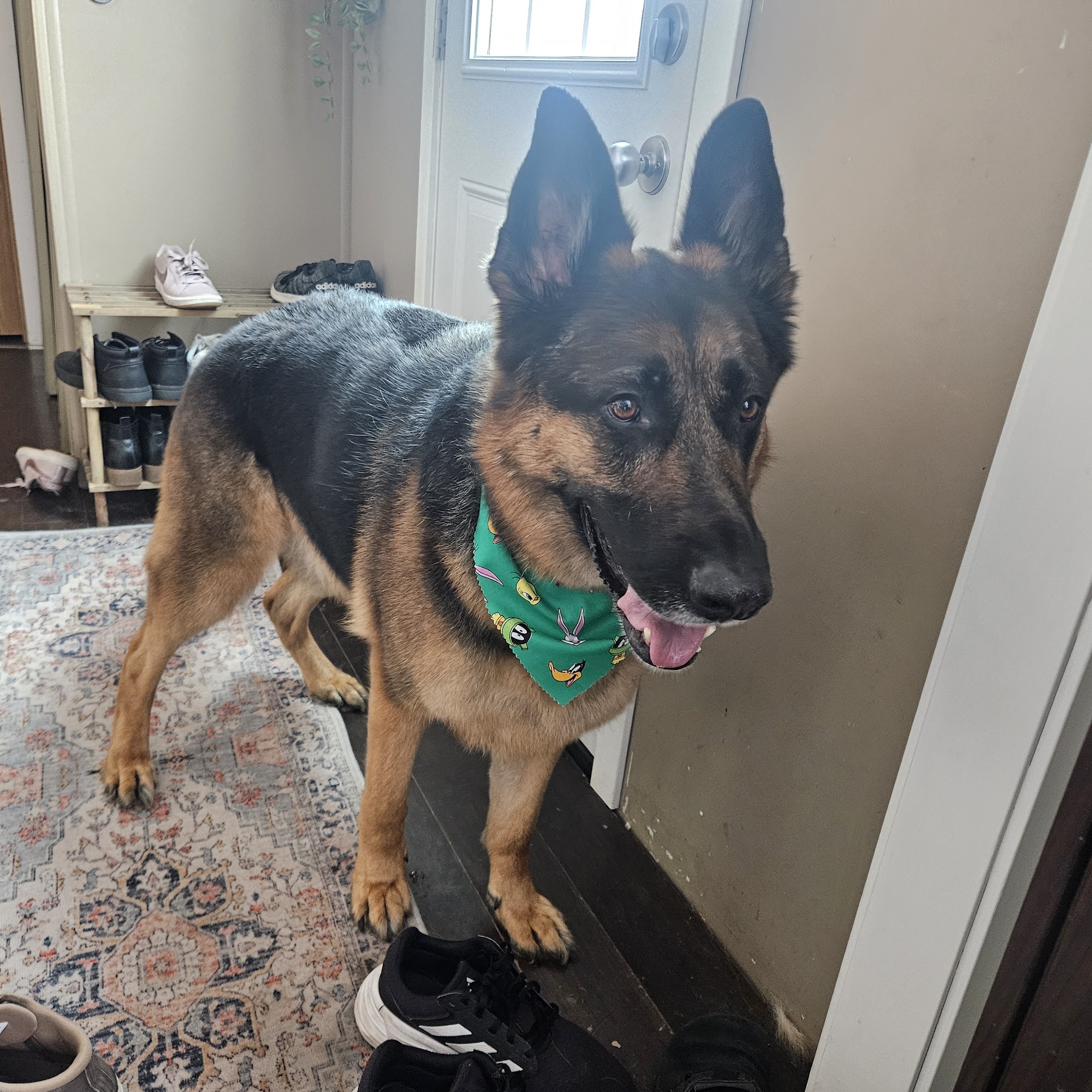 Tracys All Breed Dog Grooming Strathmore