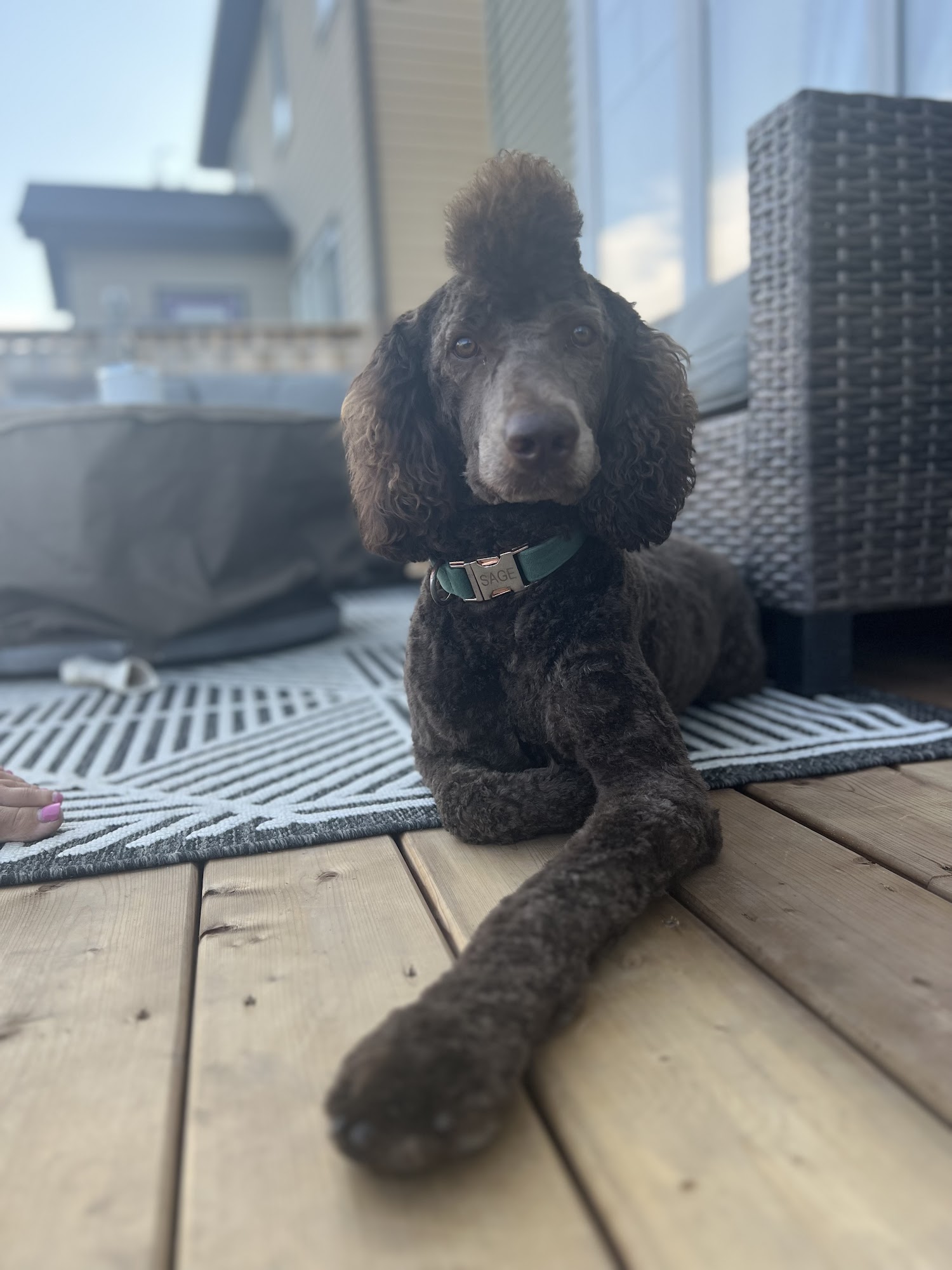 Woof's & Purr's Sylvan Lake