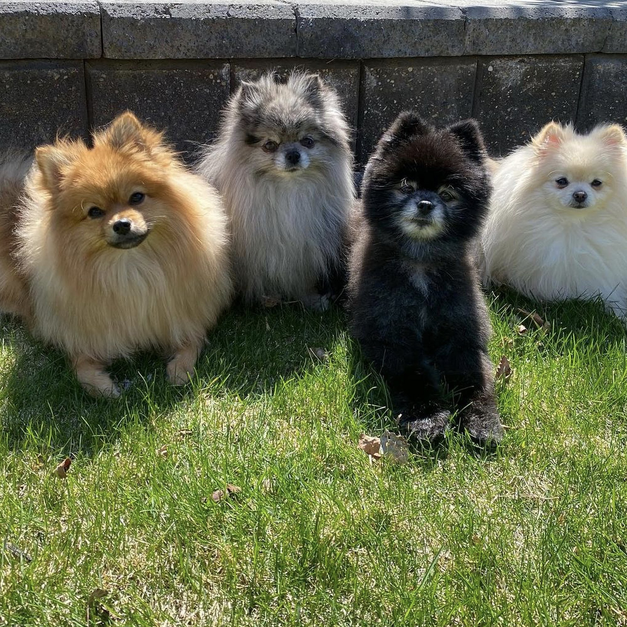 Nicole's Doggie Doo's Sylvan Lake