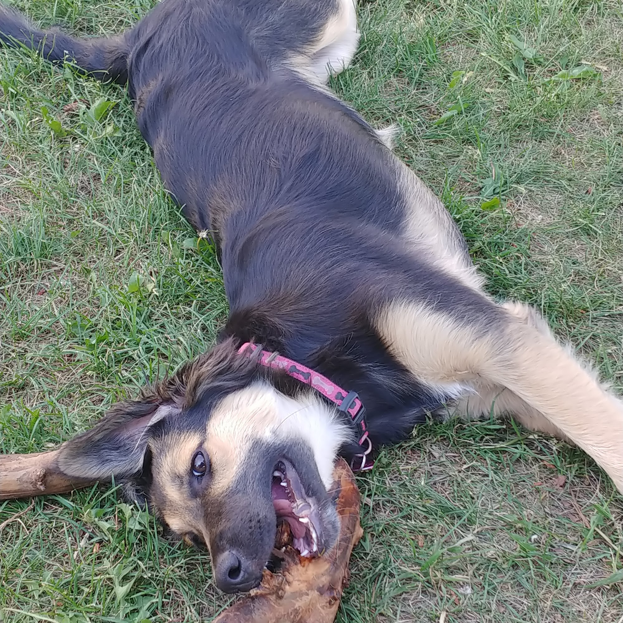 Snippidy Do Dog Vegreville