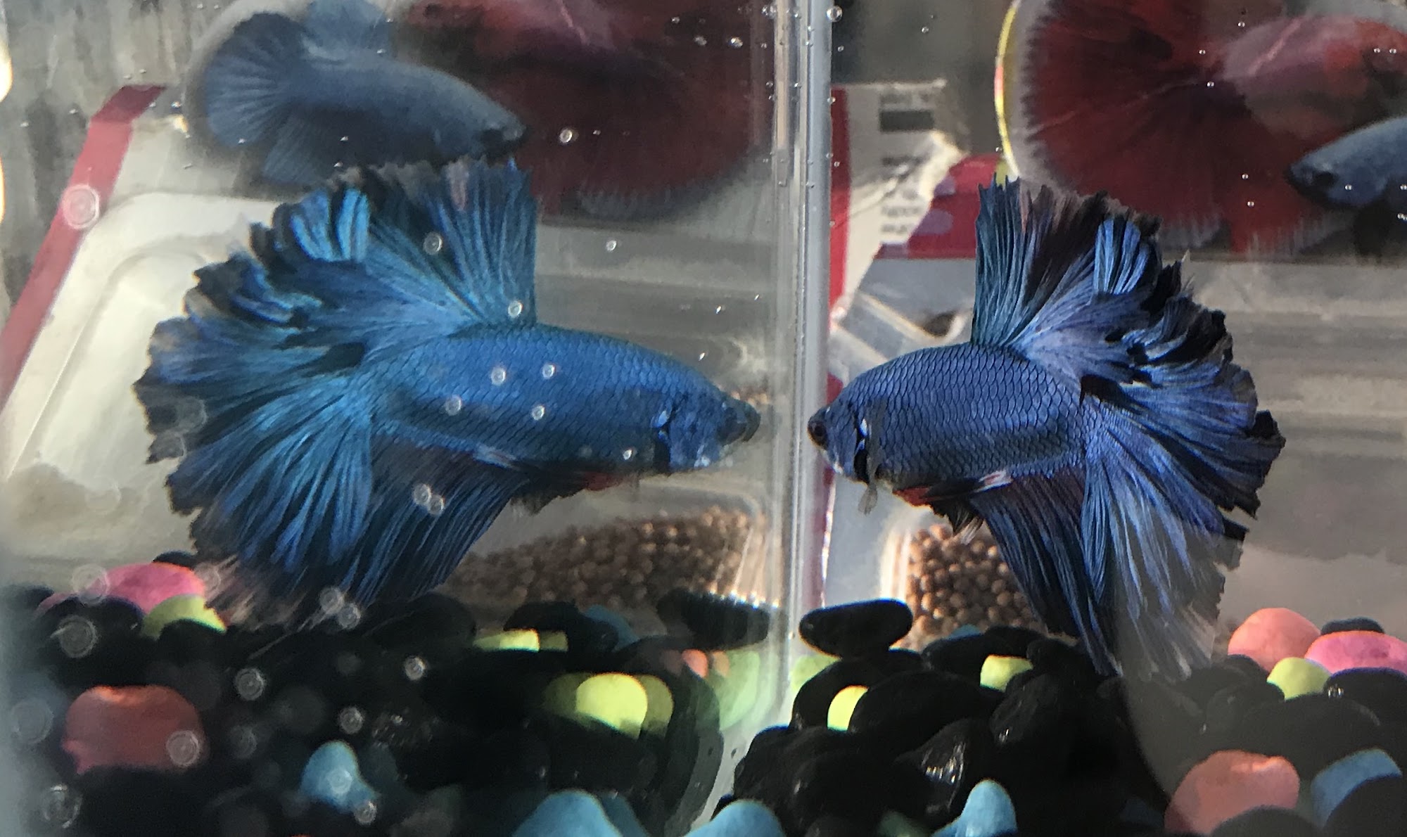 Westlock Pets Plus Westlock