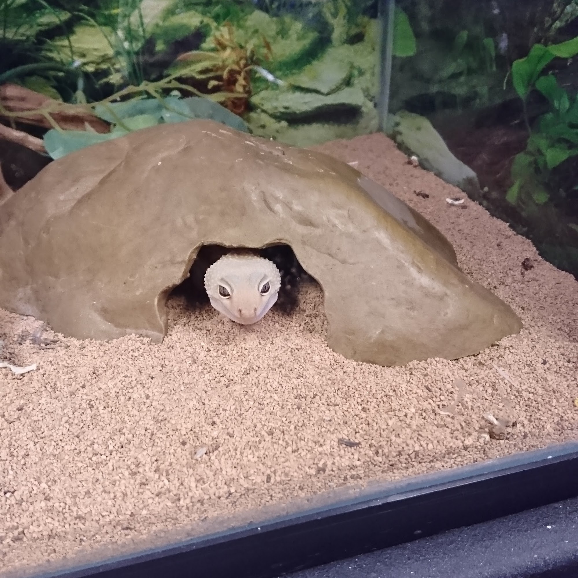 Westlock Pets Plus Westlock