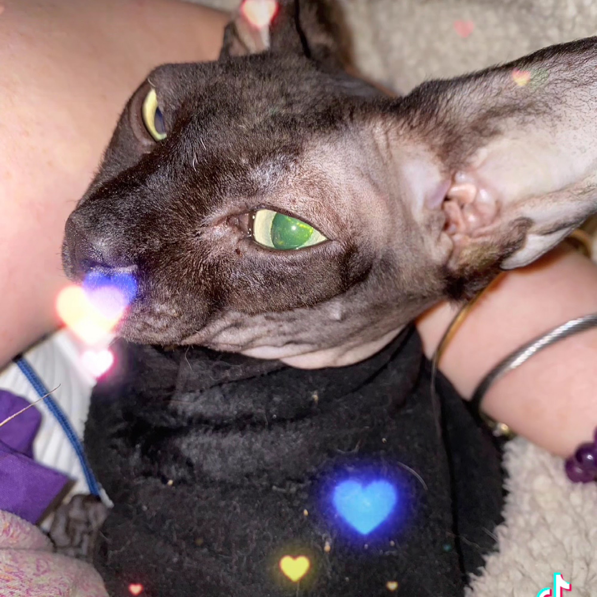 Wetaskiwin Veterinary Hospital Wetaskiwin