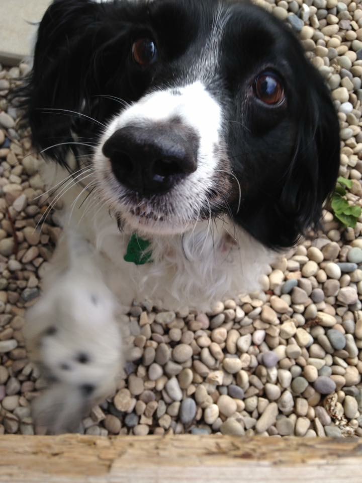 Whitecourt Kennels Whitecourt