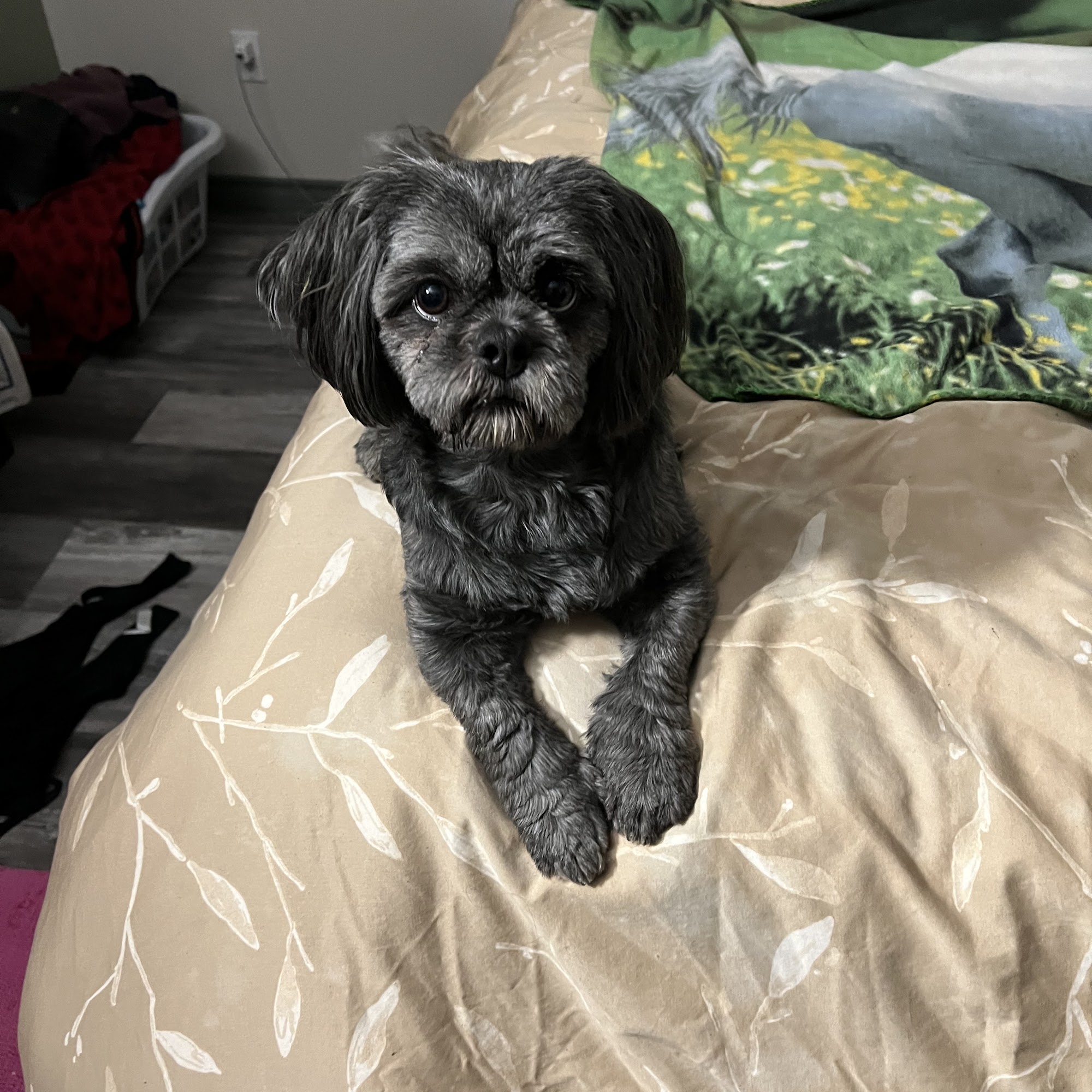 Happy Tails Pet Grooming Whitecourt