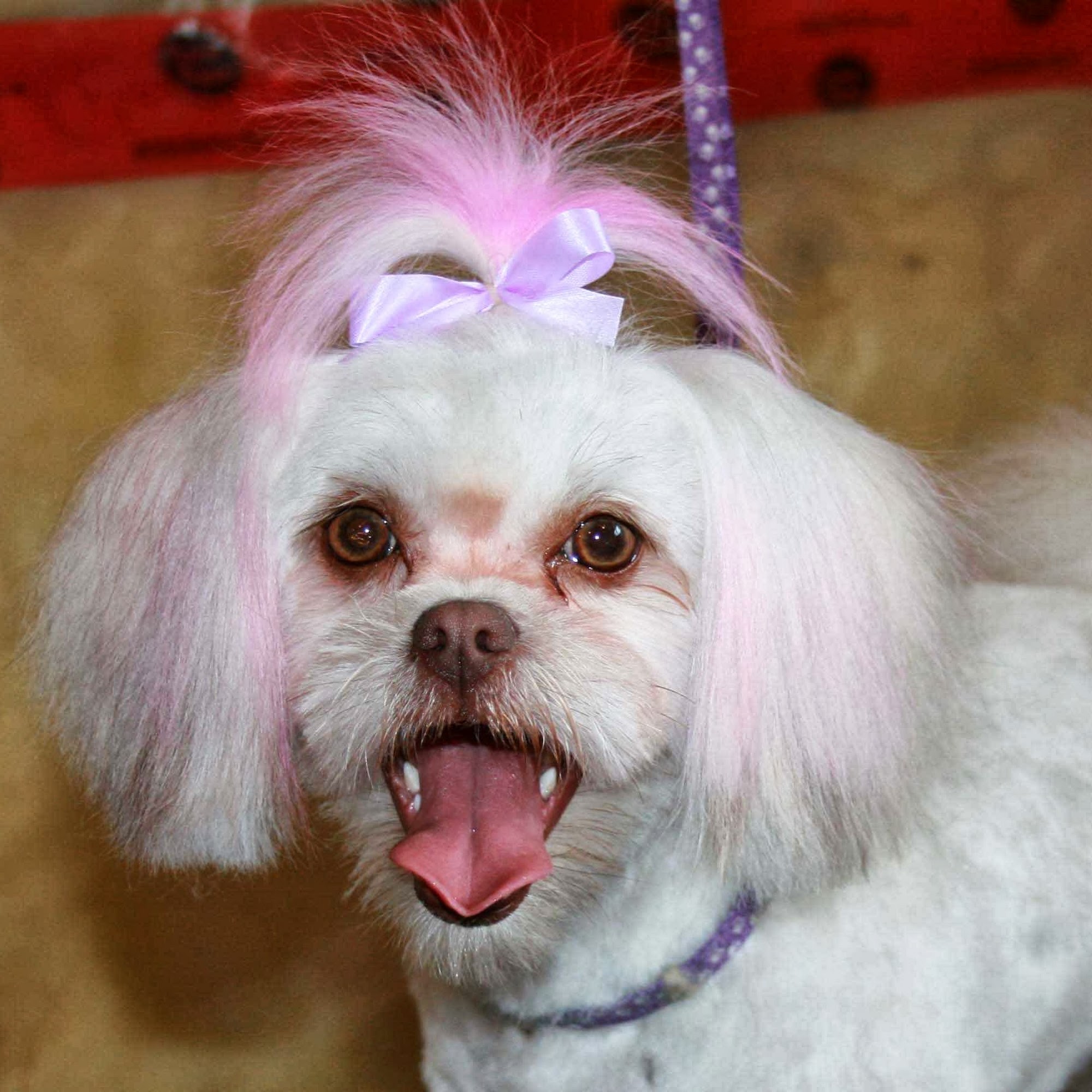 Paws-itive K9 Academy Whitecourt