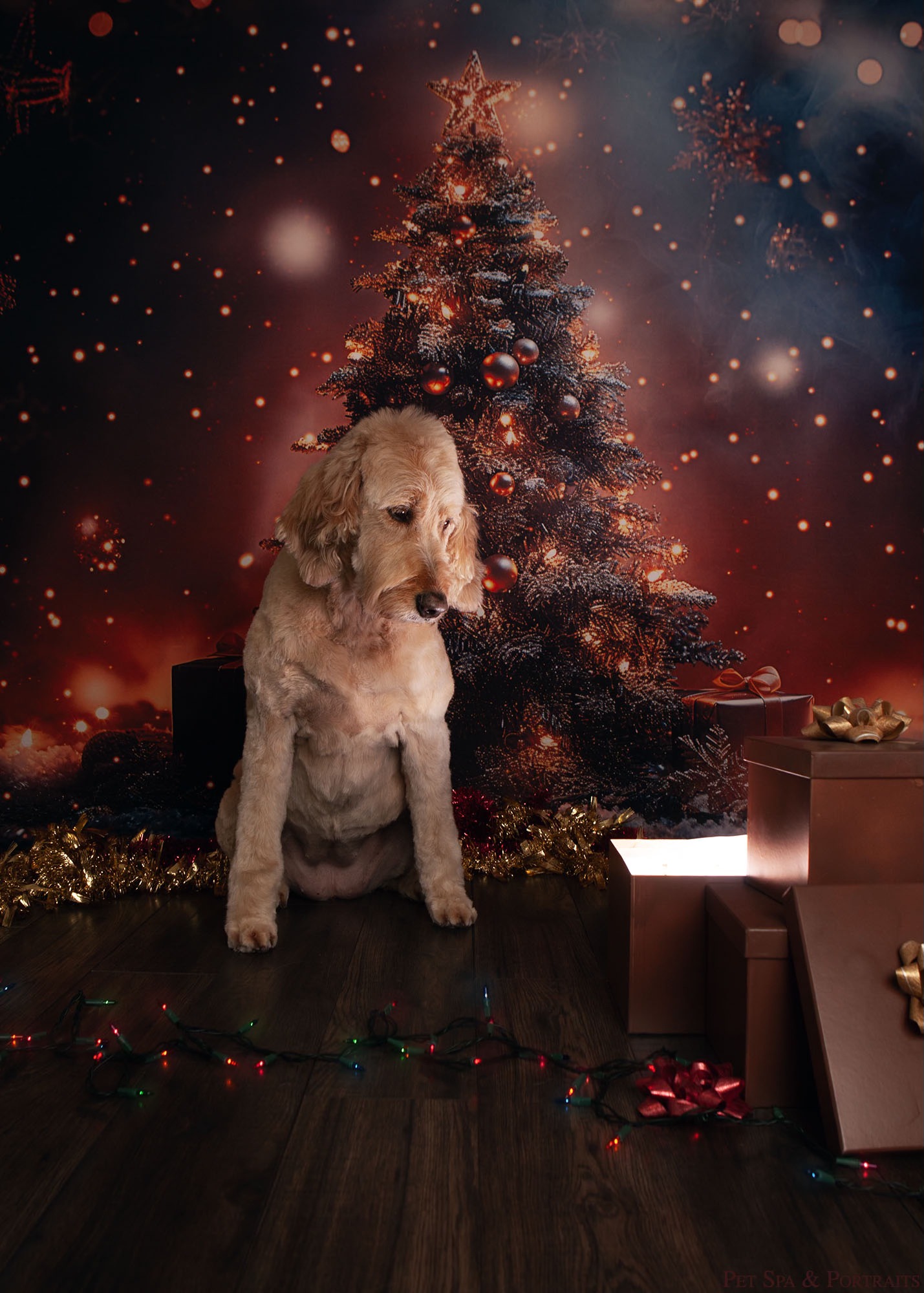 Pet Spa & Portraits Whitecourt