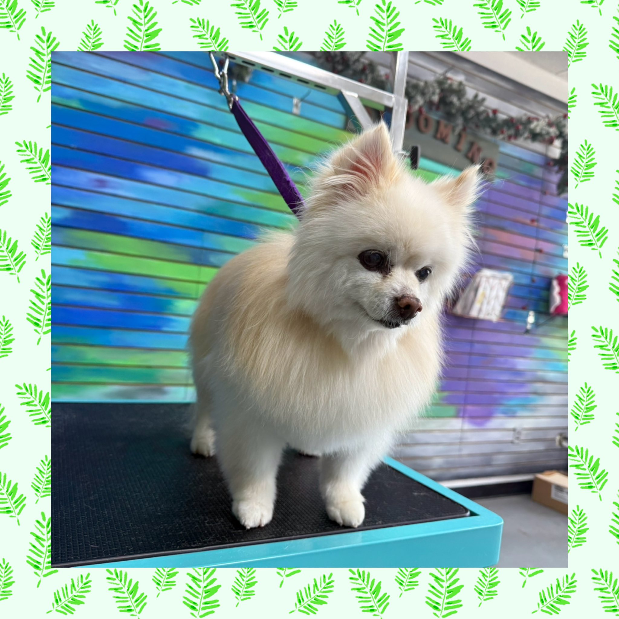 Natural Pet Anchorage