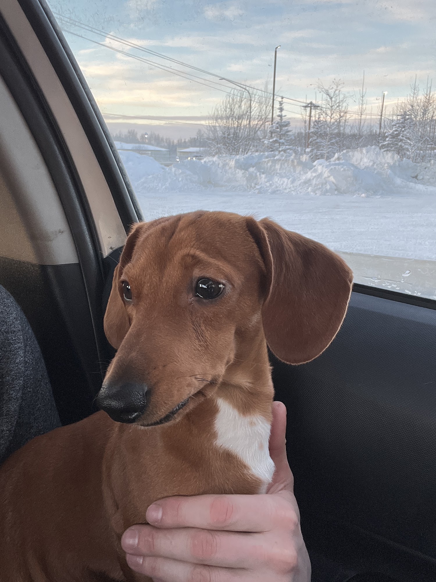 Alaska Equine & Small Animal Anchorage