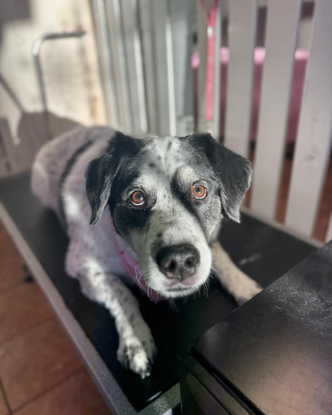 Poshy Paws Anchorage