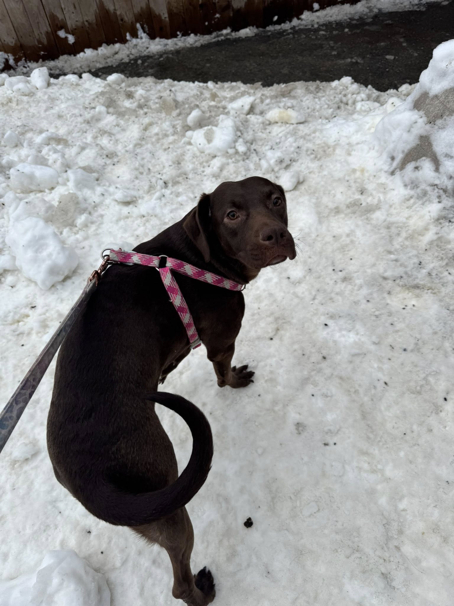 The Hound Lounge Anchorage