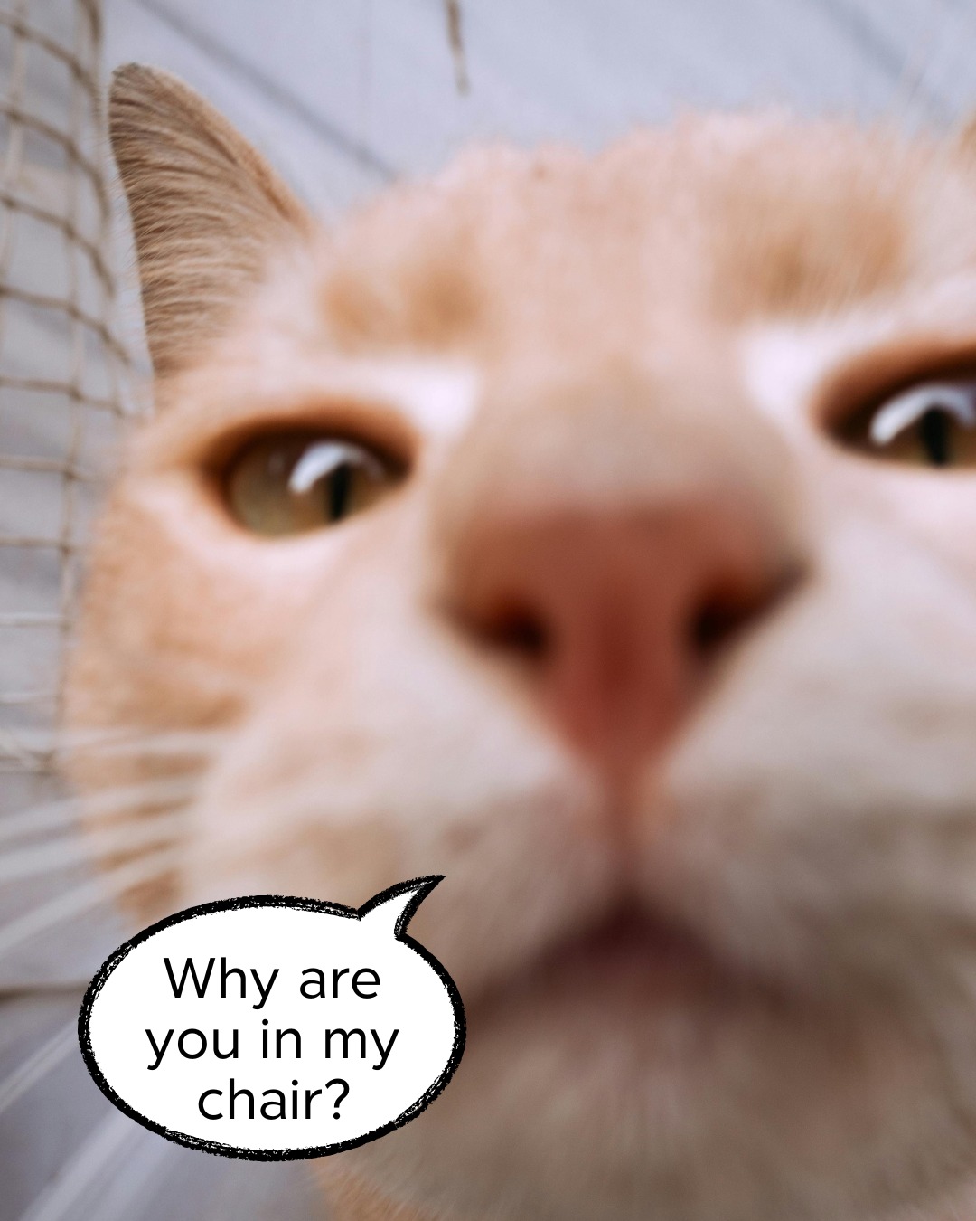 Alaska Veterinary Clinic Anchorage