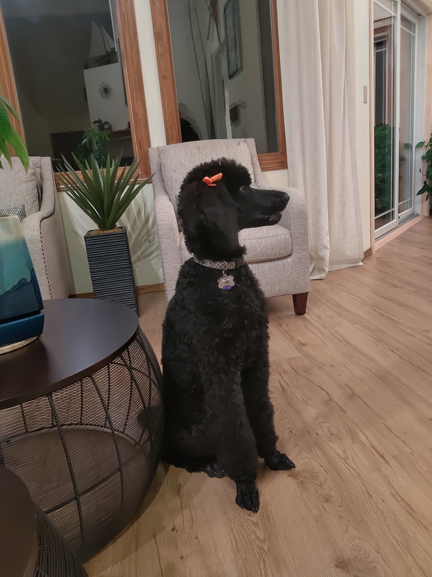 Brigitte's Dog Grooming Anchorage