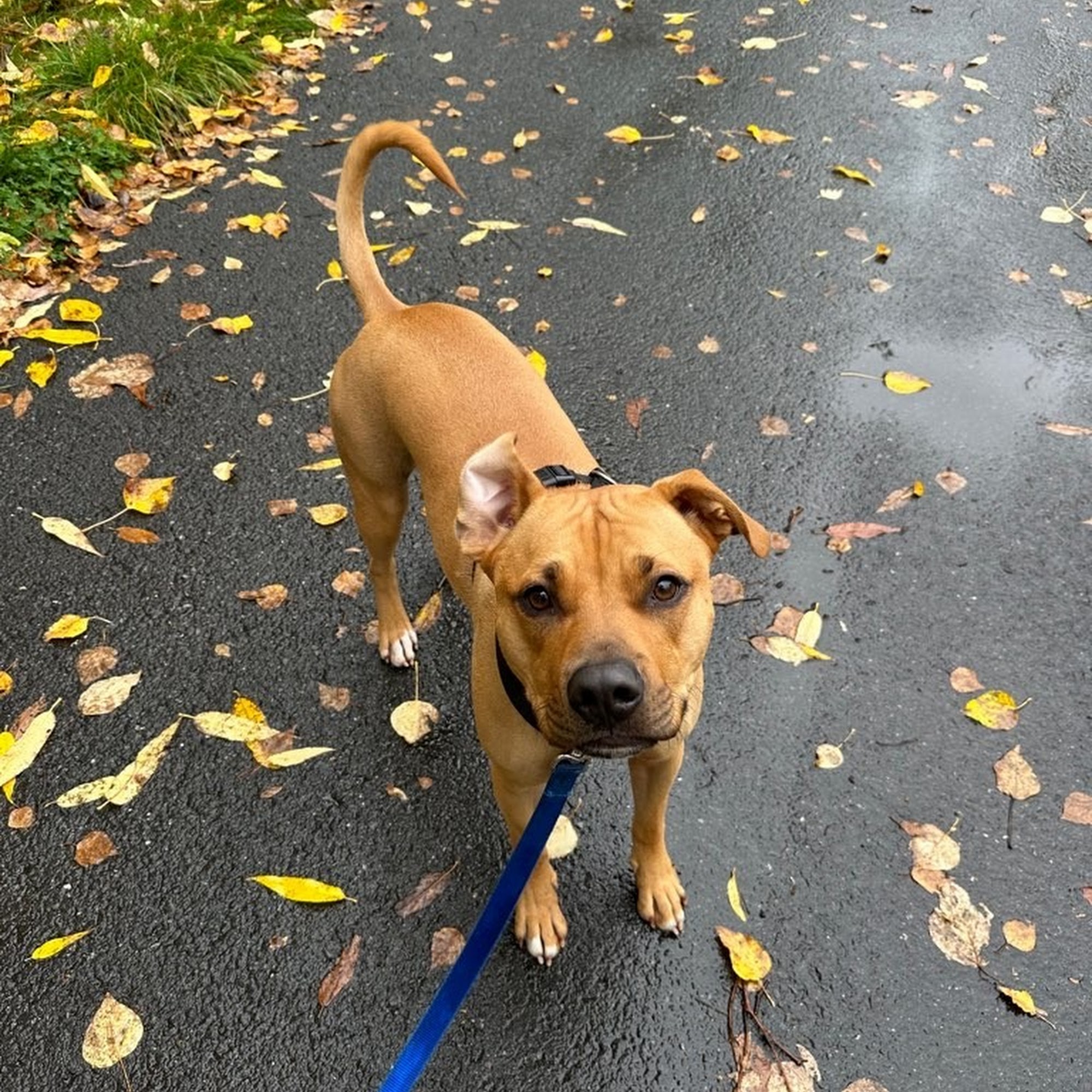 Happy Hearts Pet Care AK Anchorage