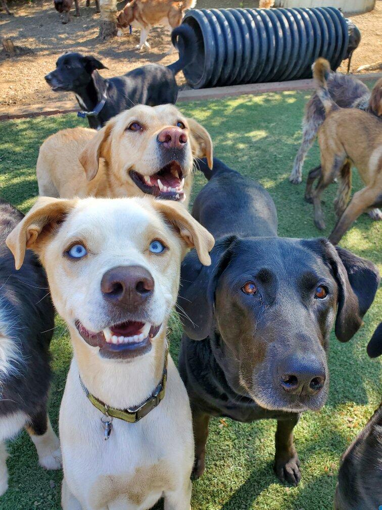 A Happy Dog Day Camp and Boarding Anchorage