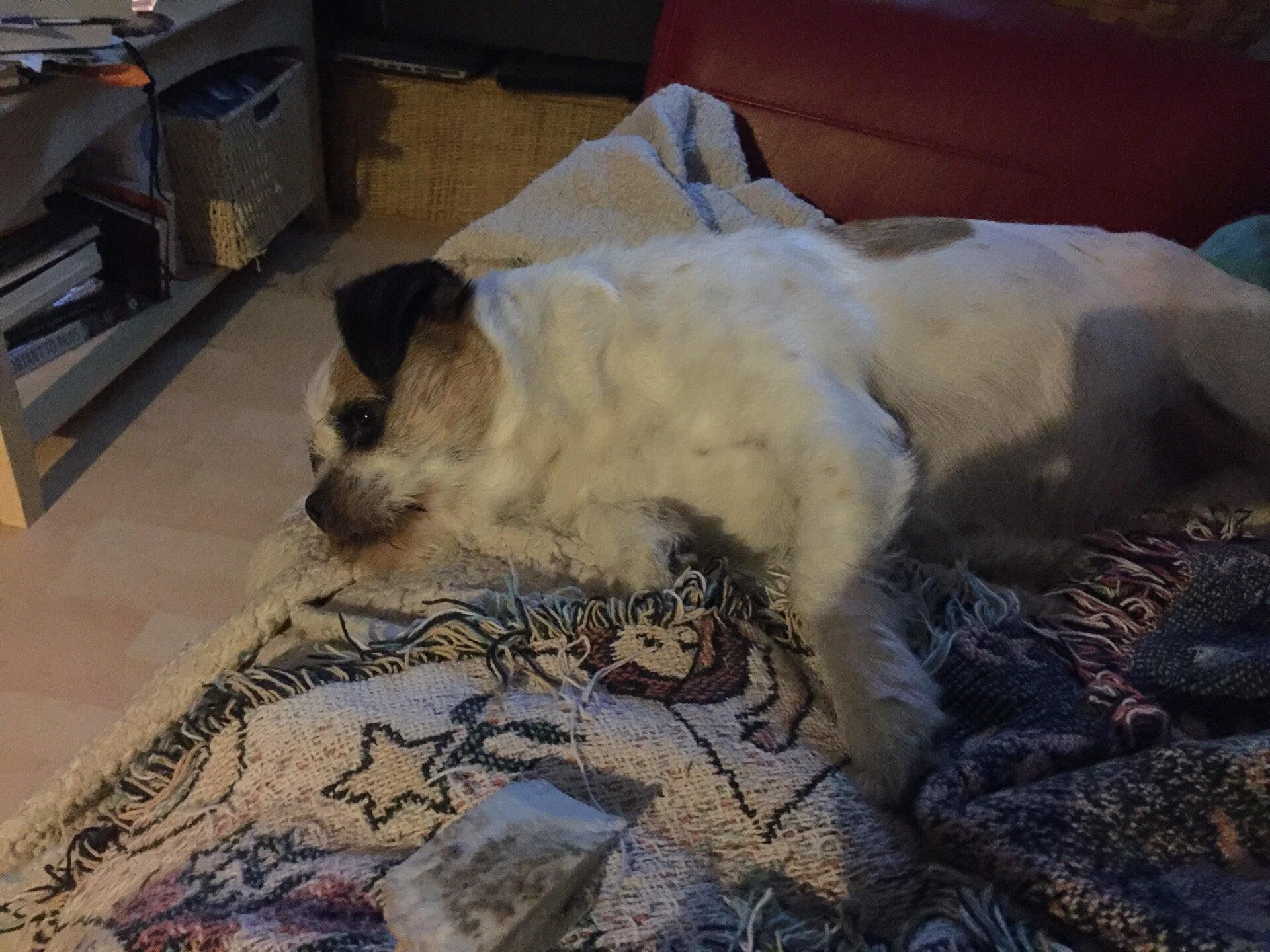 Cornerstone Animal Hospital Anchorage