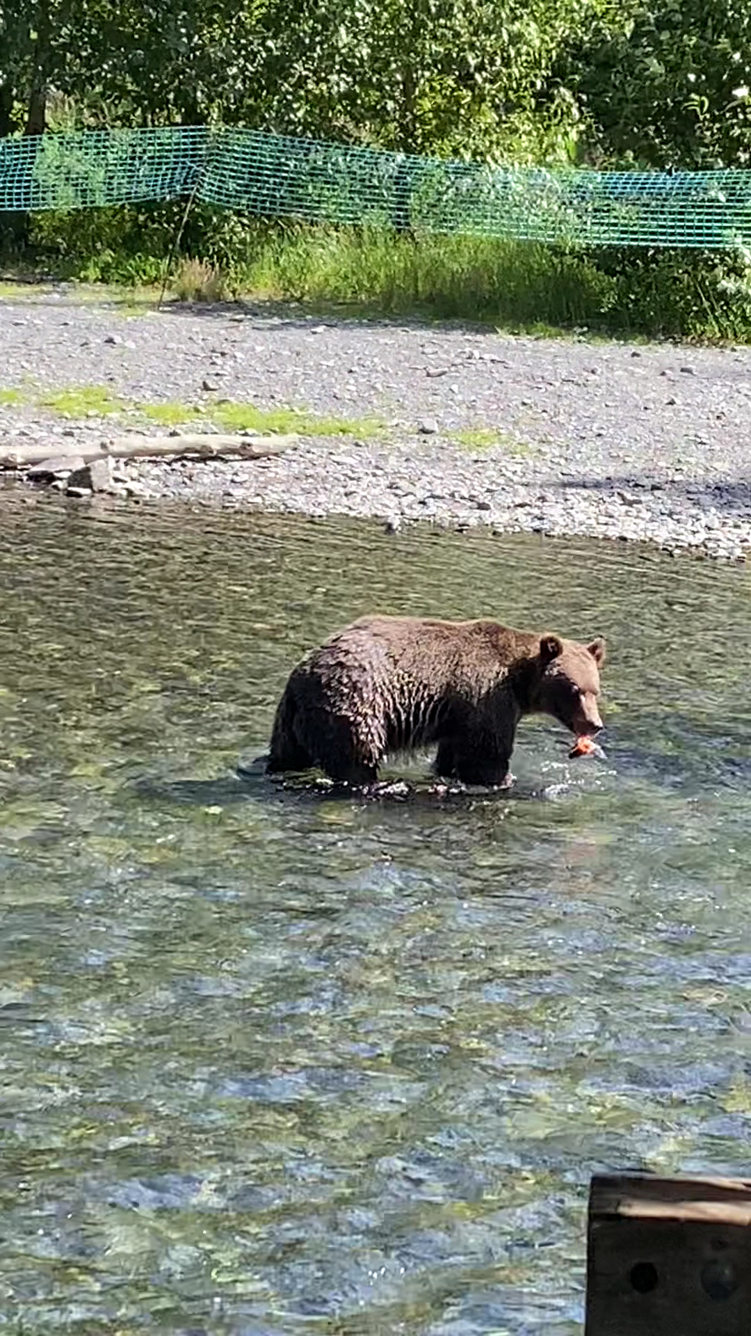 Forget-Me-Not Ferret Rescue Anchorage