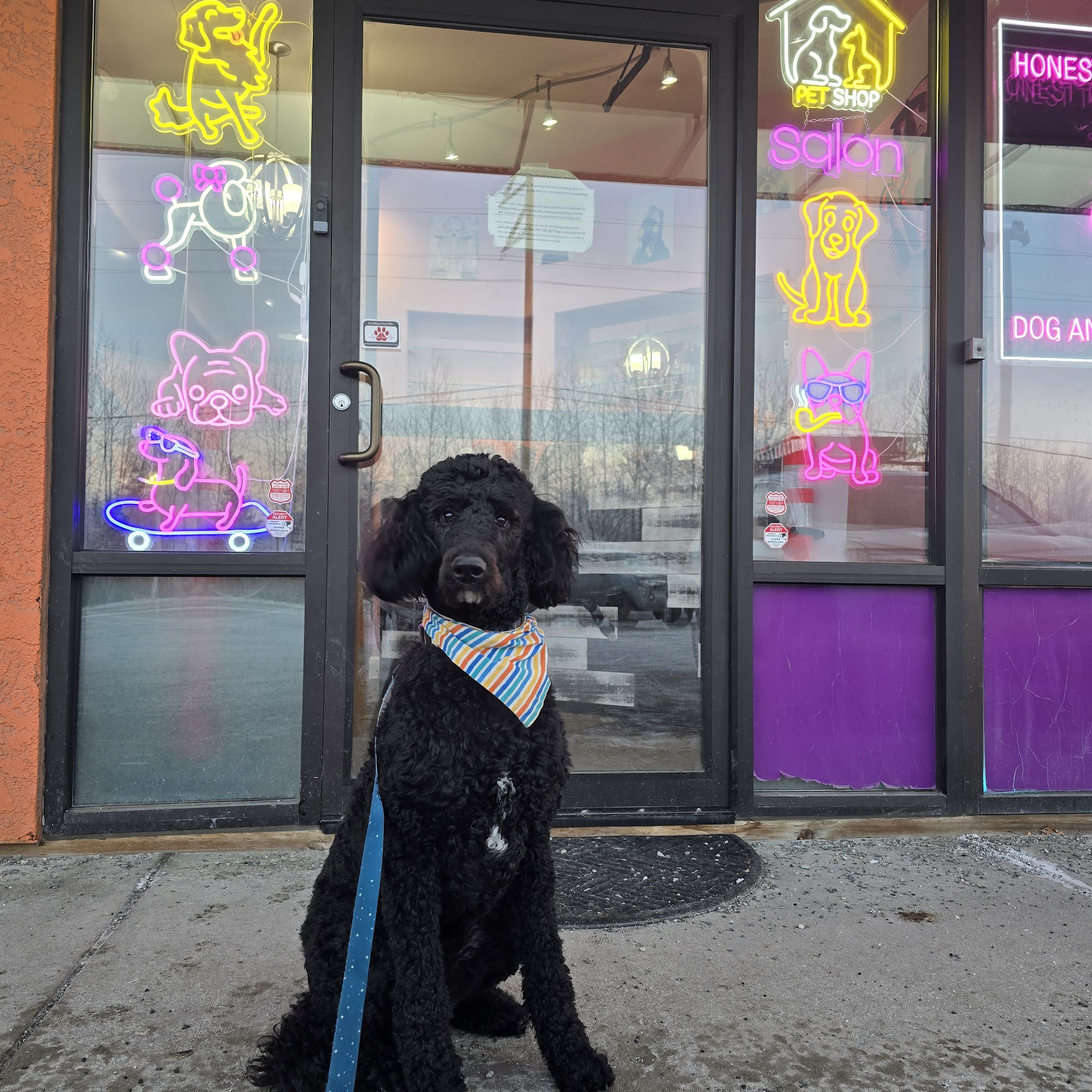 Honest to Dog Alaska Anchorage