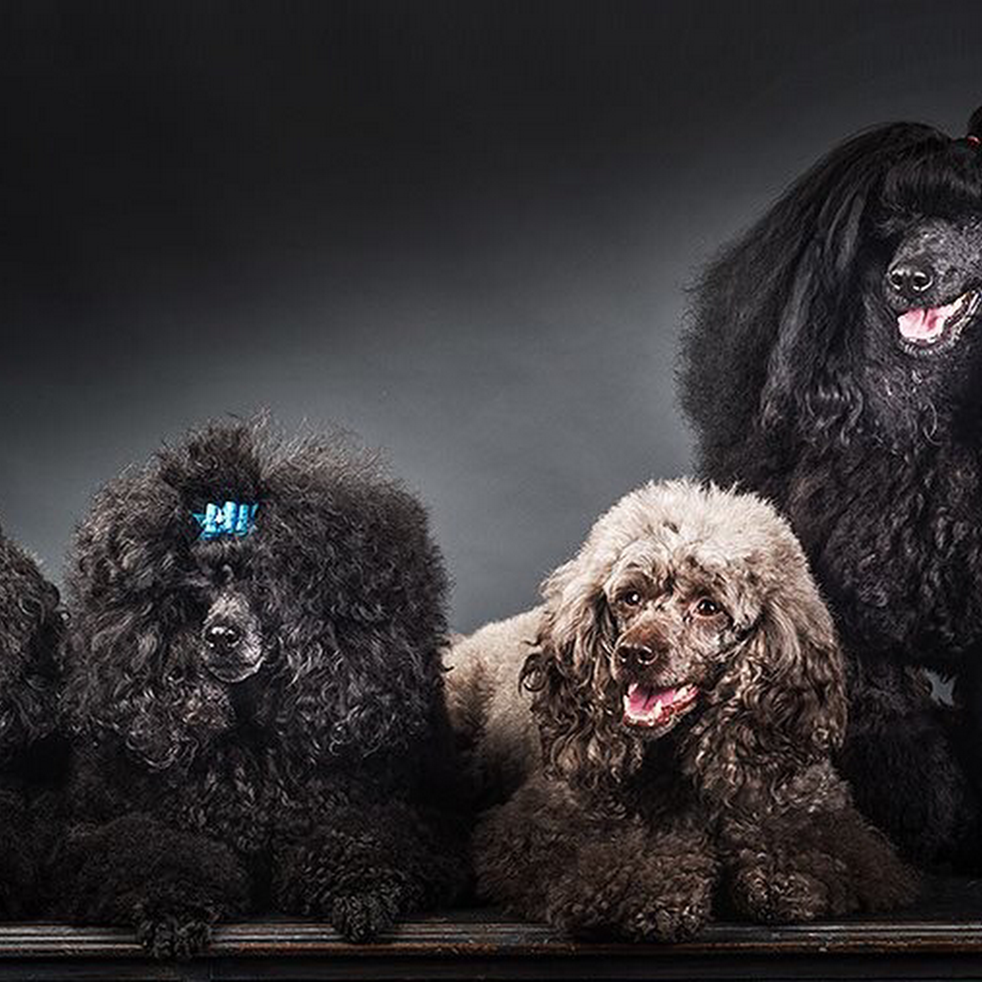 Primping Pooches & Cats Anchorage