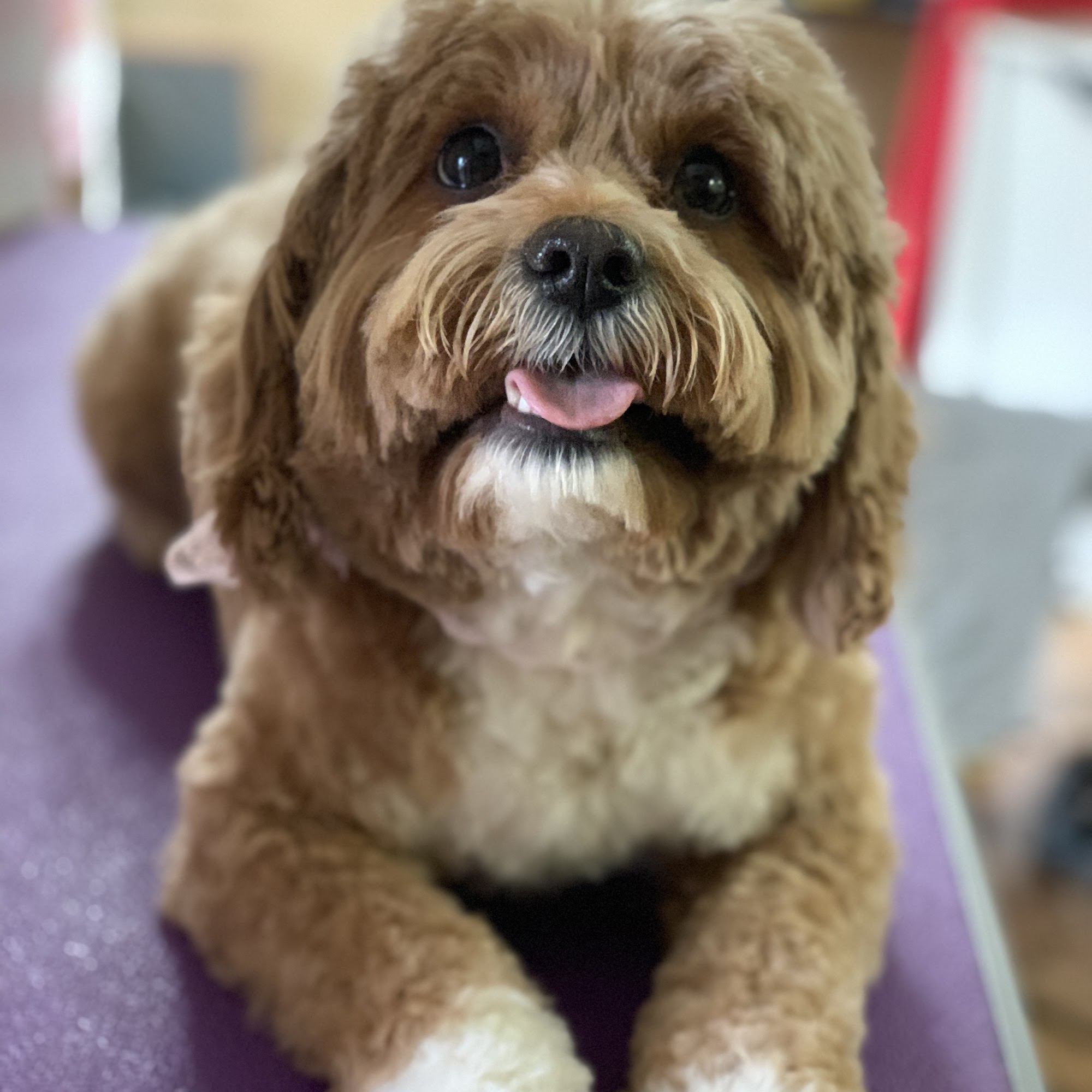 Dogs Day Bowtique Grooming Salon Anchorage