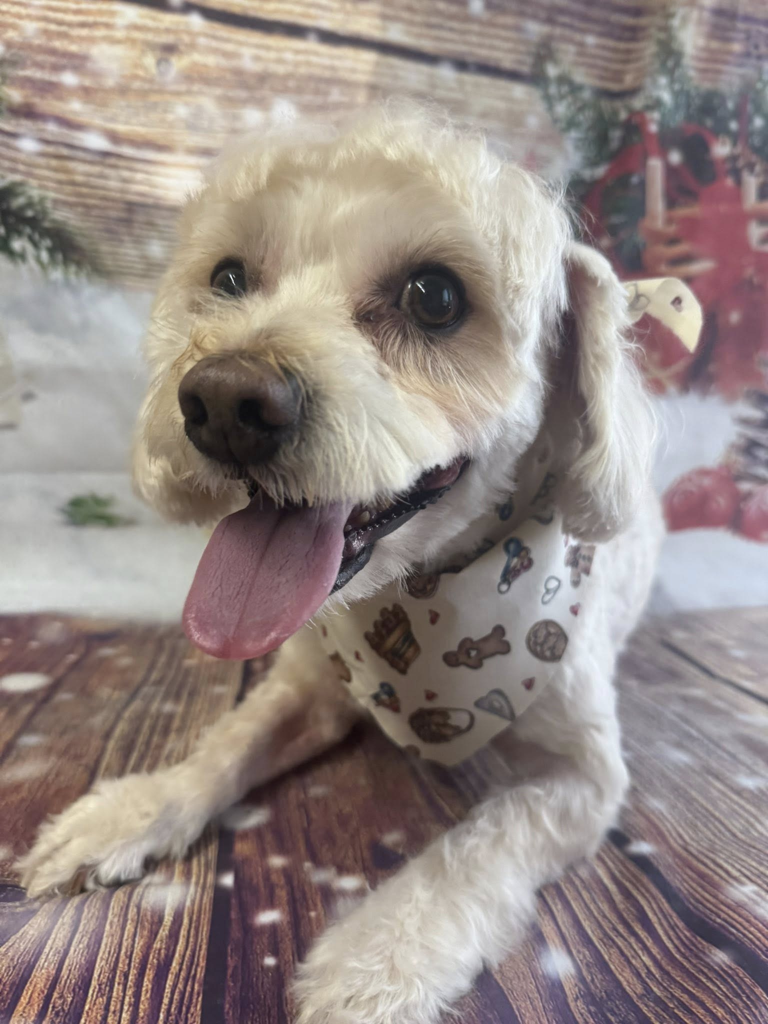 Dogs Day Bowtique Grooming Salon Anchorage