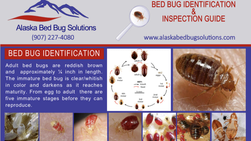 Alaska Bed Bug Solutions