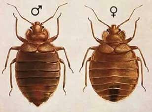 Alaska Bed Bug Solutions